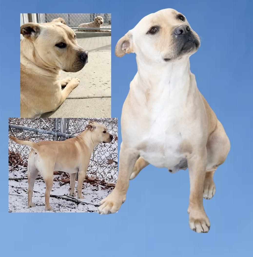 Jeremy Chubbs, a ADOPTABLE mixed breed in Westfield, NY image 6/6