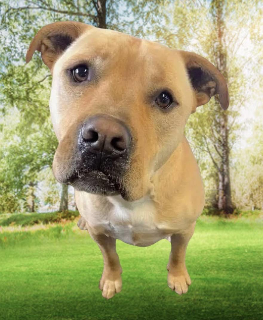 Jeremy Chubbs, a ADOPTABLE mixed breed in Westfield, NY image 2/6