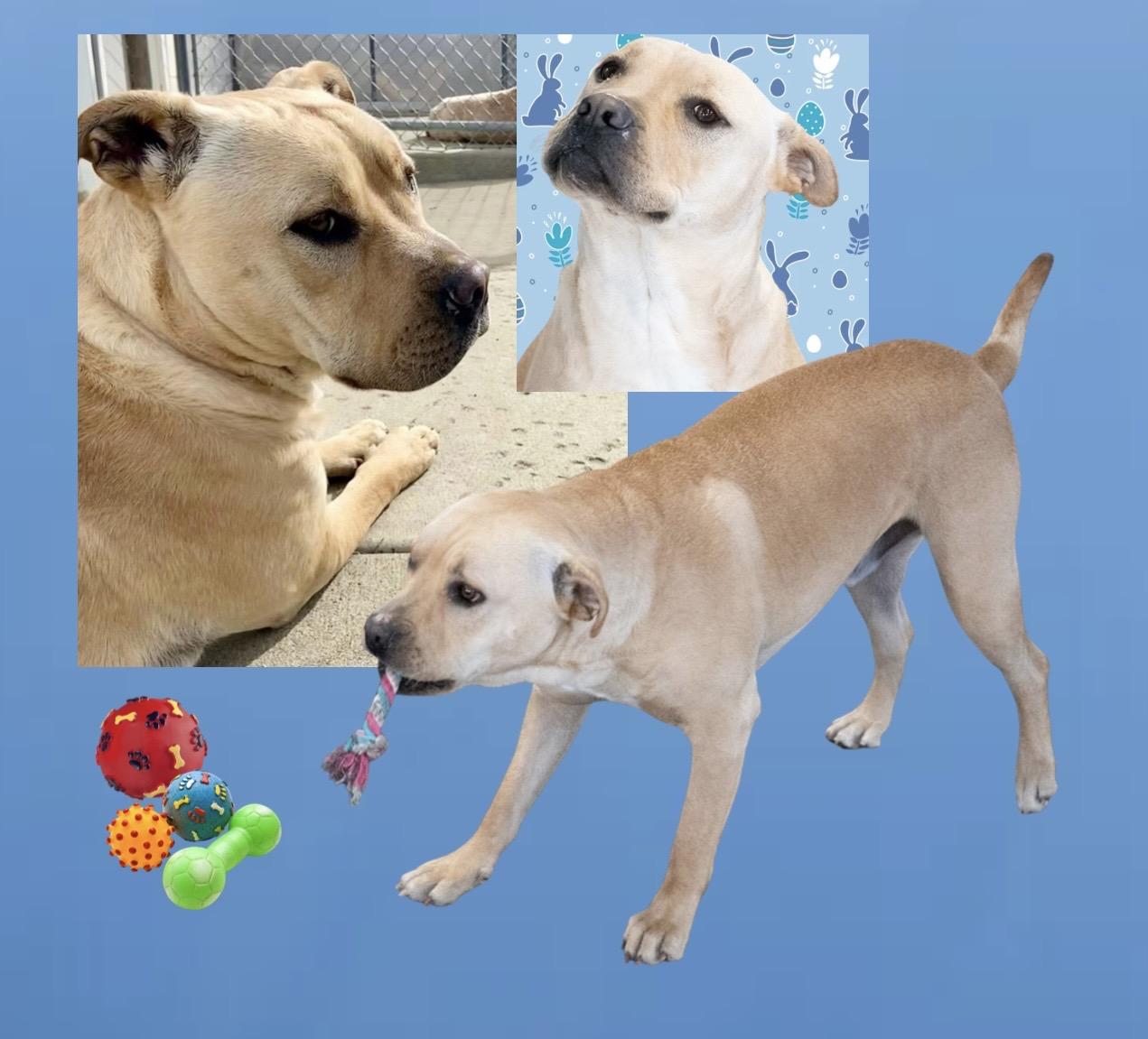 Jeremy Chubbs, a ADOPTABLE mixed breed in Westfield, NY image 1/6