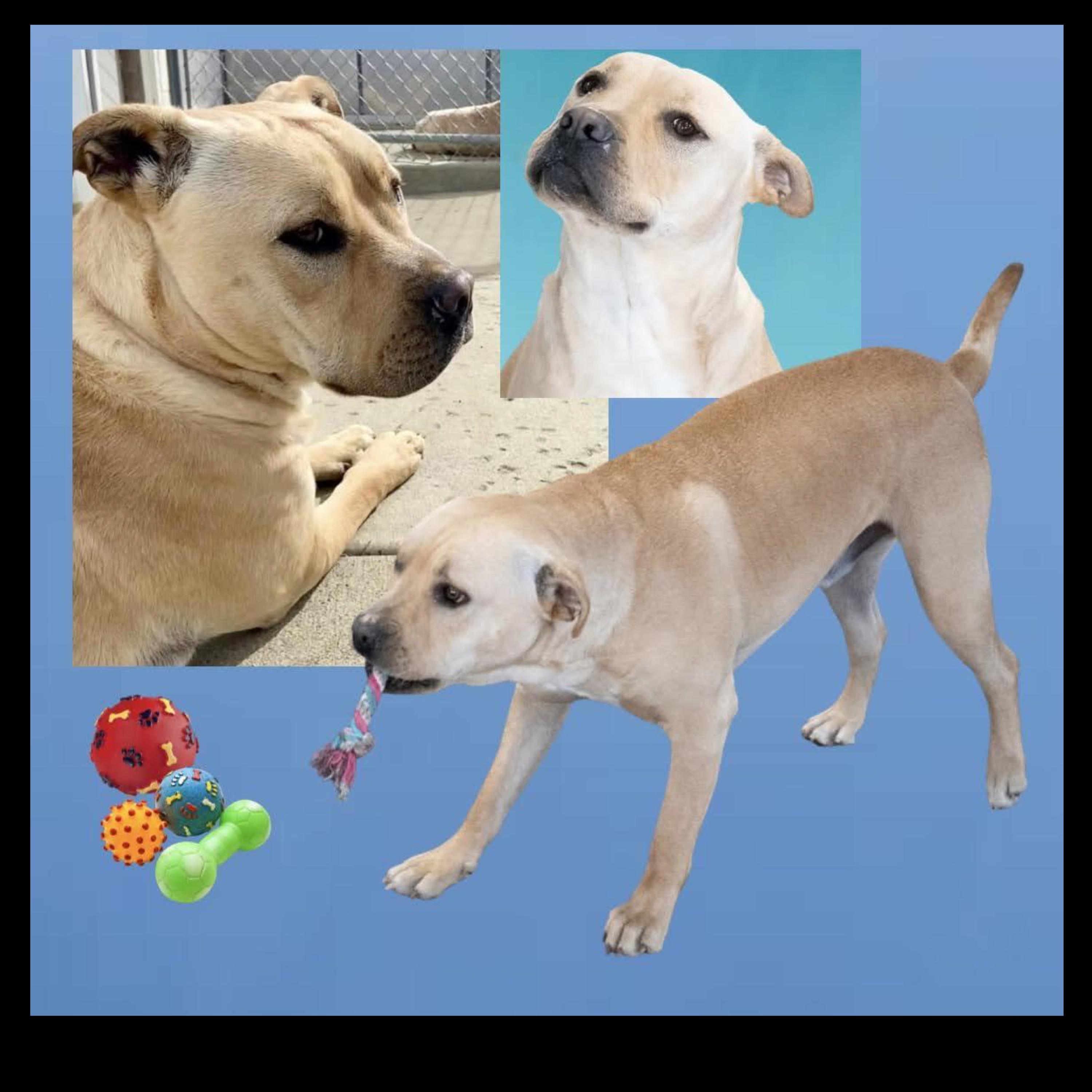 Enlarge Jeremy Chubbs, a ADOPTABLE mixed breed in Westfield, NY image 1/6