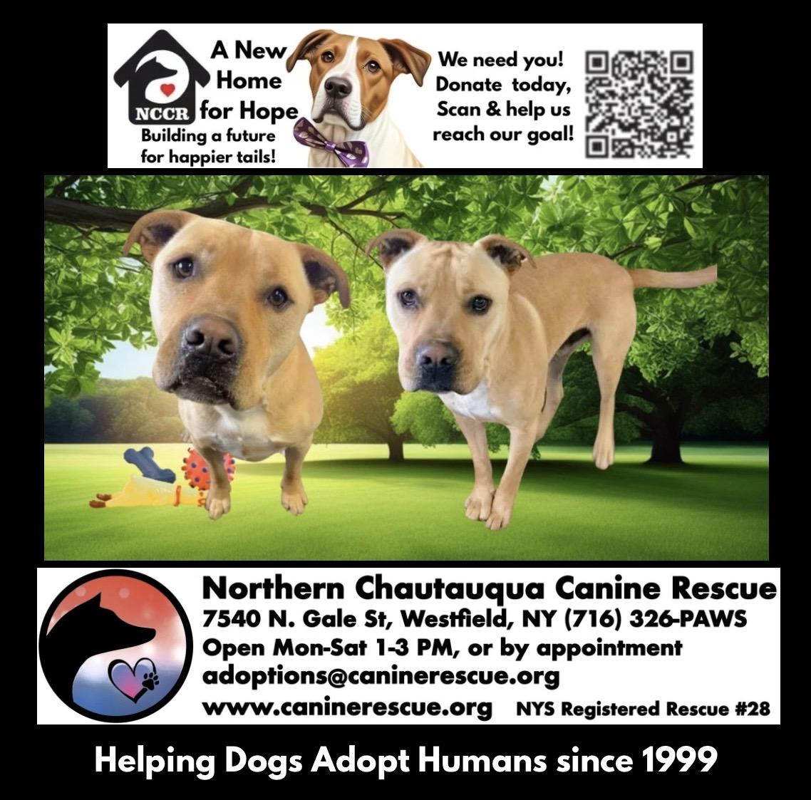 Enlarge Jeremy Chubbs, a ADOPTABLE mixed breed in Westfield, NY image 3/6