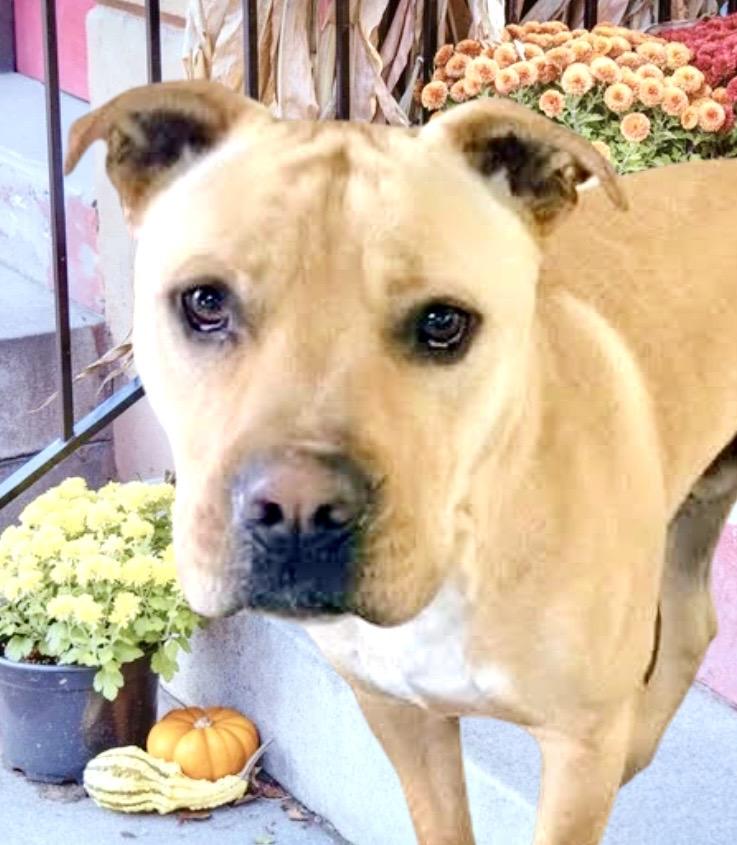 Enlarge Jeremy Chubbs, a Adoptable mixed breed in Westfield, NY image 2/6