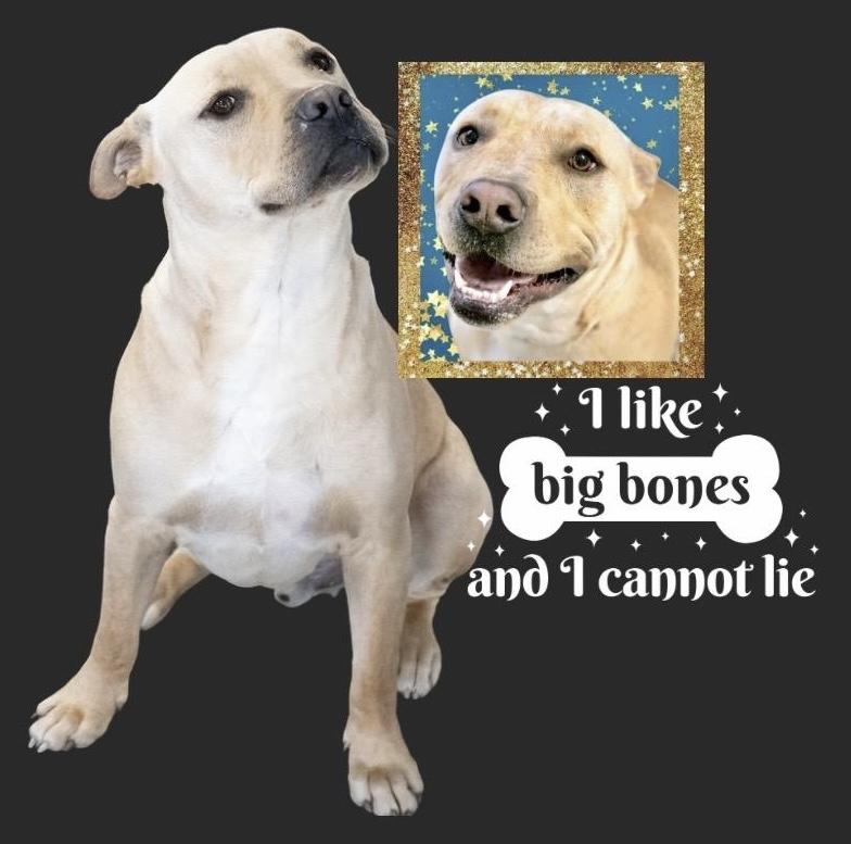 Jeremy Chubbs, a ADOPTABLE mixed breed in Westfield, NY image 2/6