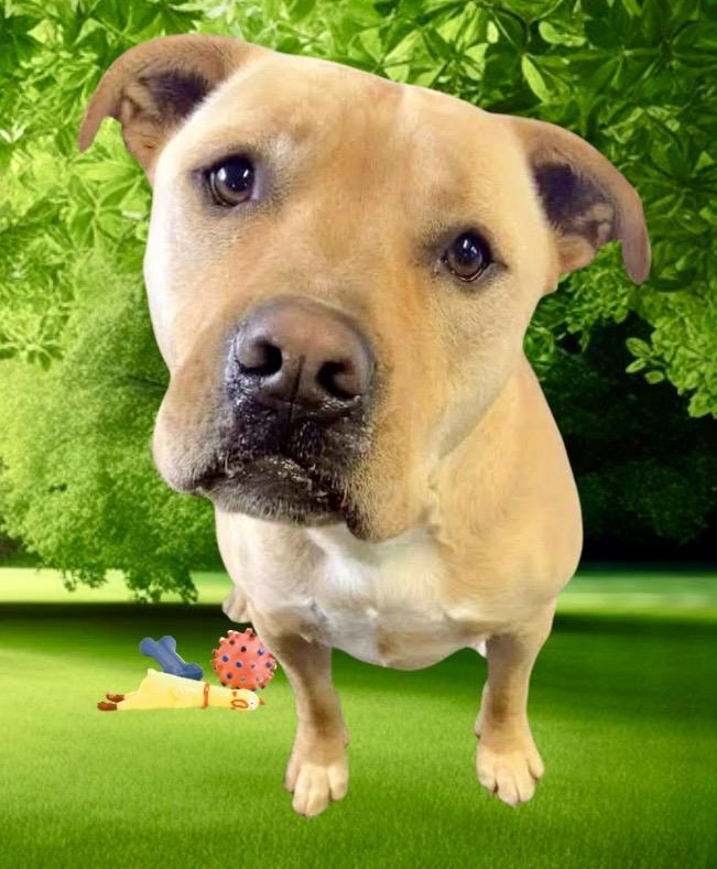 Jeremy Chubbs, a ADOPTABLE mixed breed in Westfield, NY image 1/5