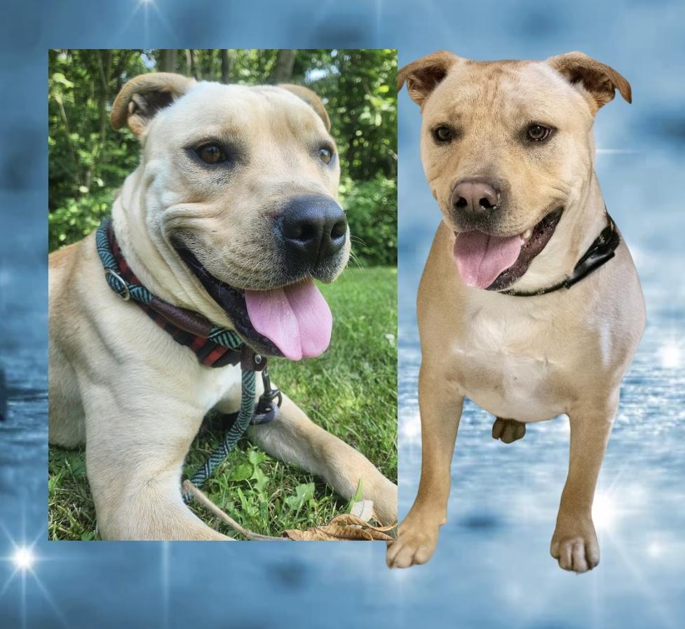 Jeremy Chubbs, a ADOPTABLE mixed breed in Westfield, NY image 5/6