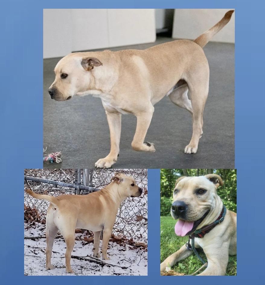 Jeremy Chubbs, a ADOPTABLE mixed breed in Westfield, NY image 4/6