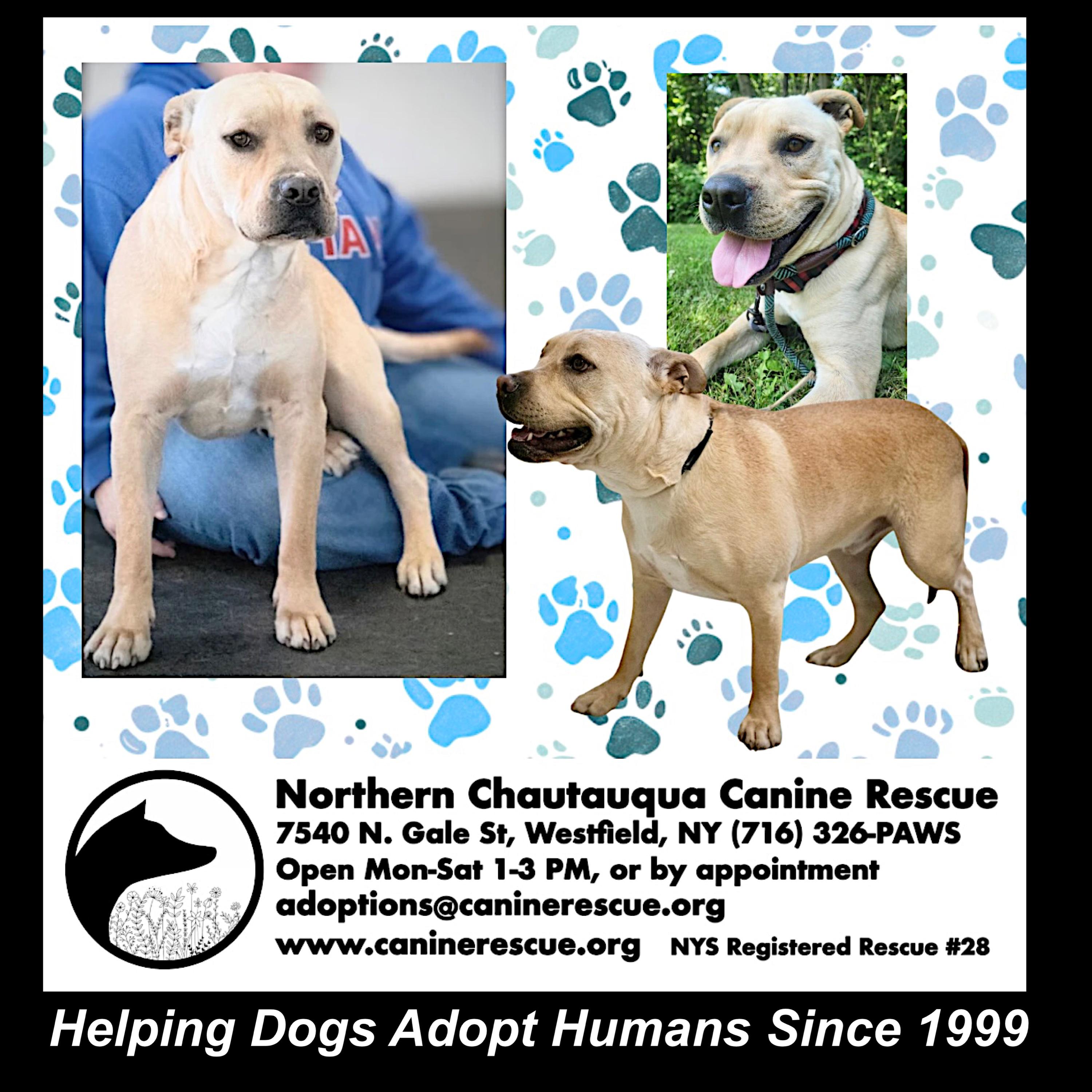 Jeremy Chubbs, a ADOPTABLE mixed breed in Westfield, NY image 3/6