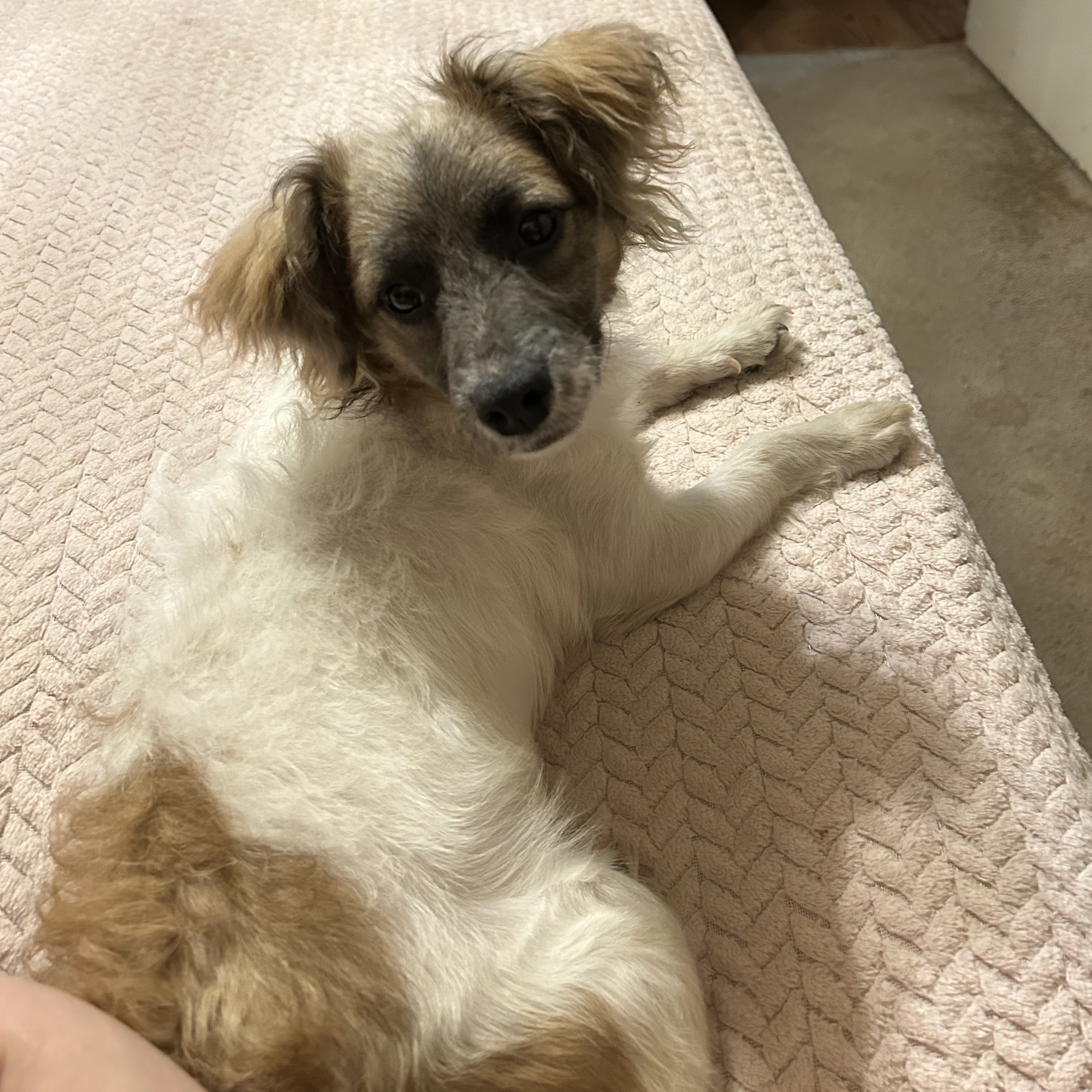 LITTLE LARRY (bonded with Leo)