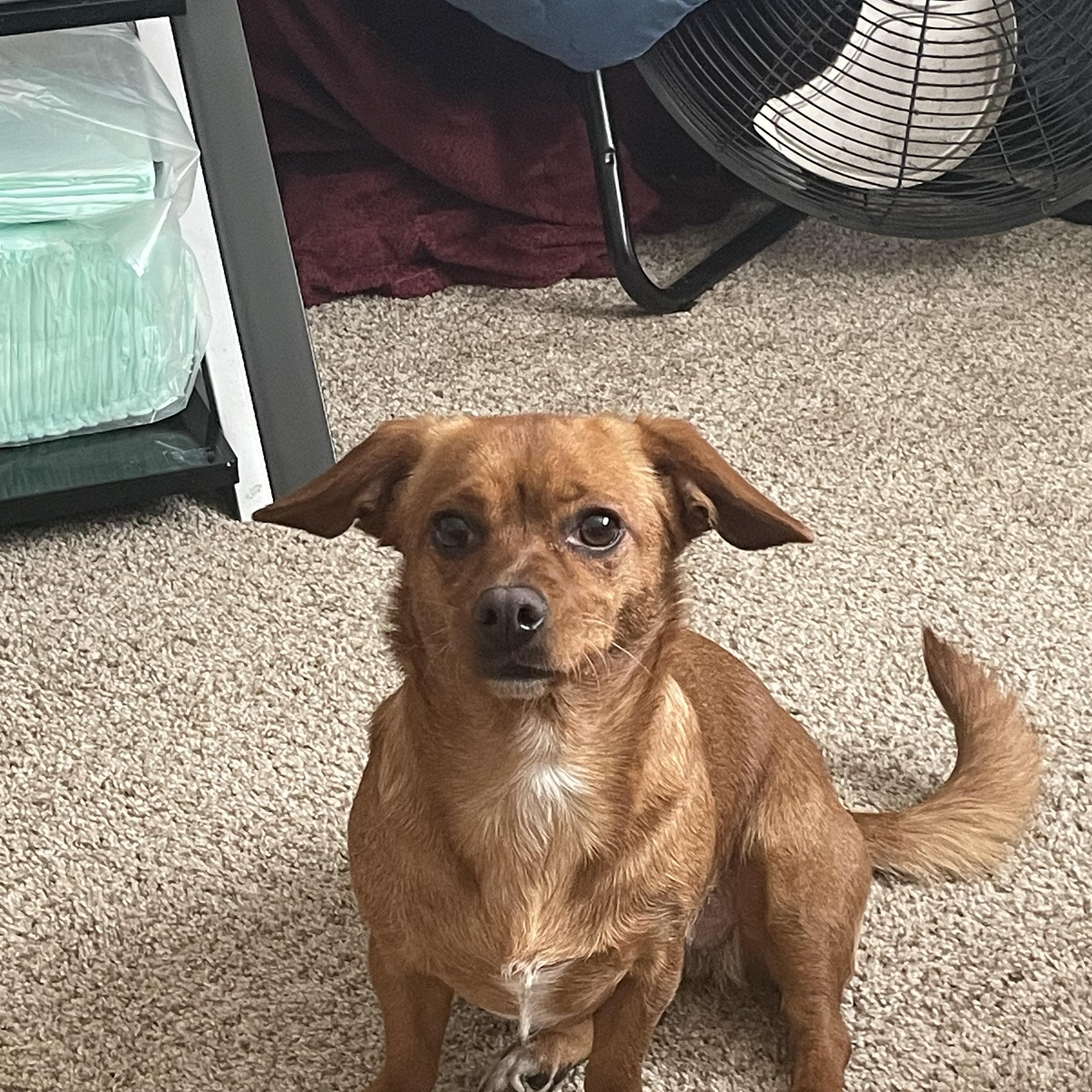 Biscuit, a ADOPTABLE mixed breed in Maple Glen, PA image 1/5