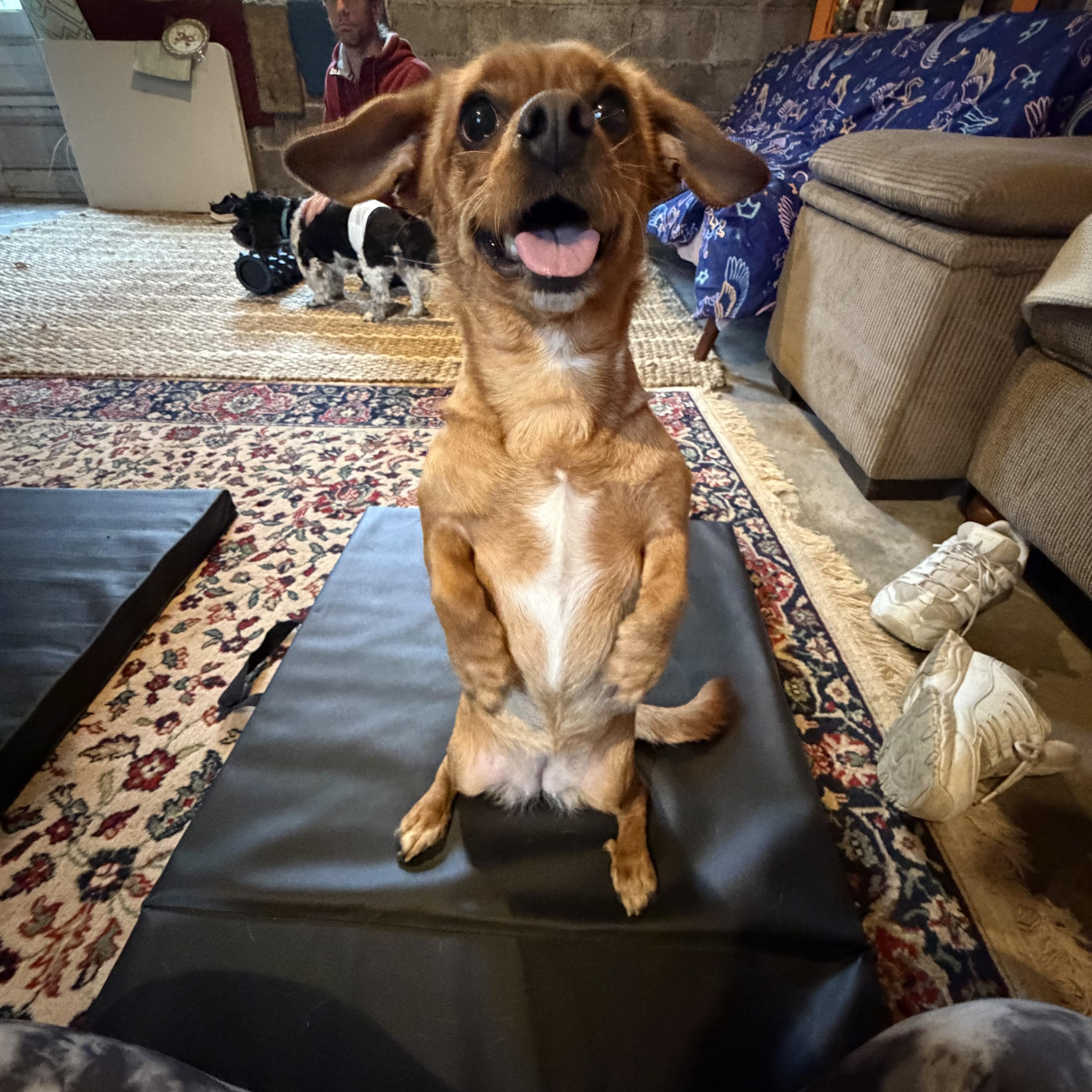 Biscuit, a ADOPTABLE mixed breed in Maple Glen, PA image 2/5