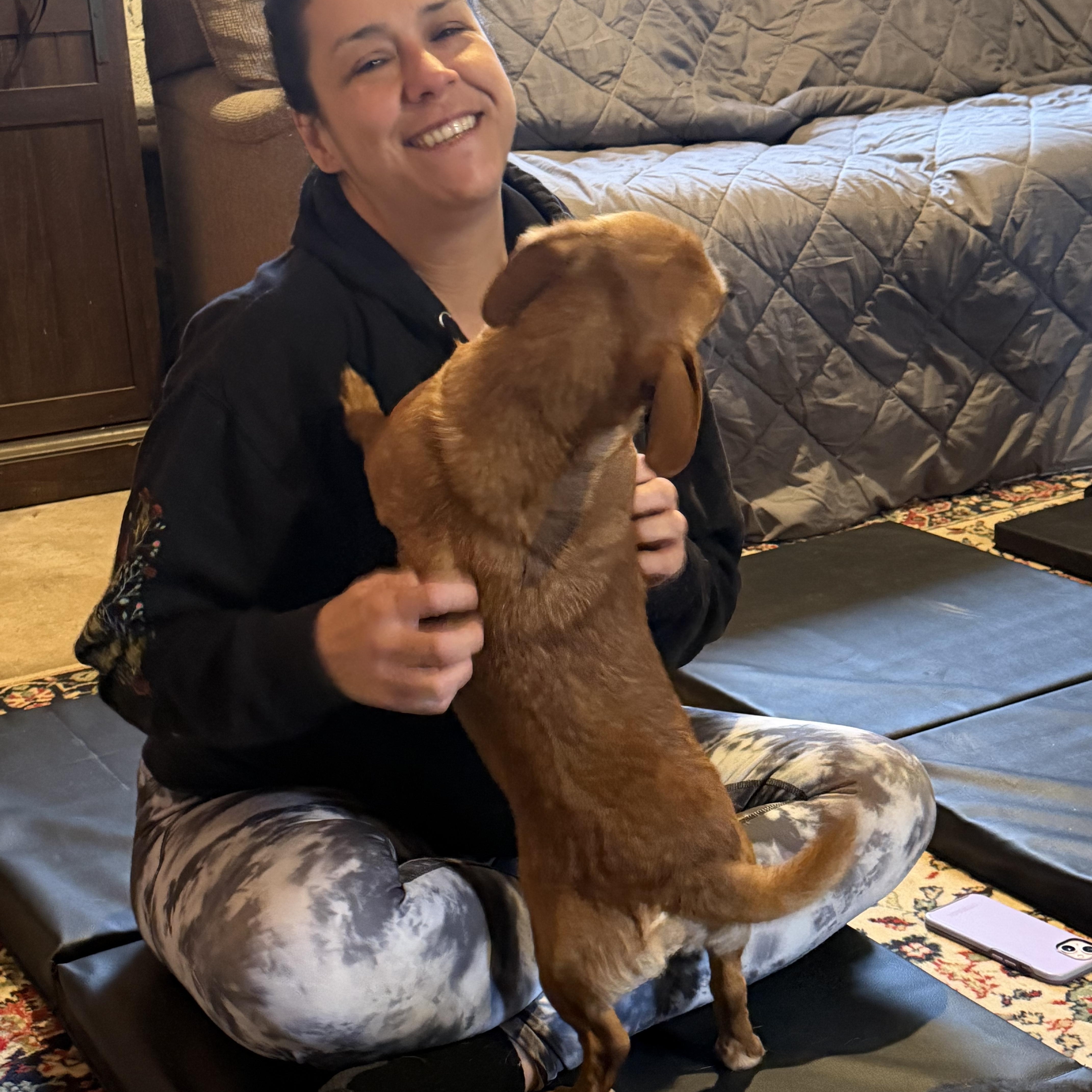 Biscuit, a ADOPTABLE mixed breed in Maple Glen, PA image 3/5