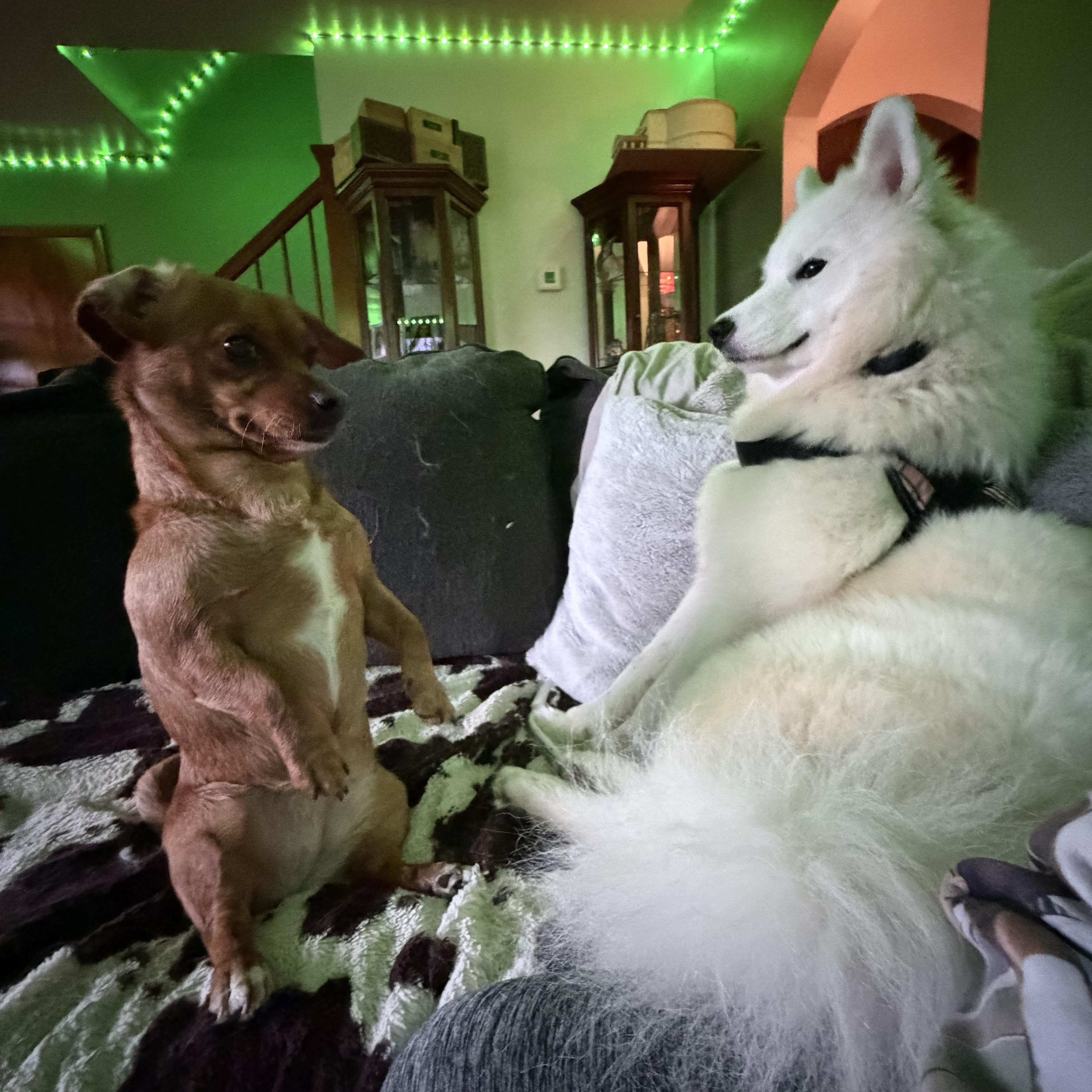 Biscuit, a ADOPTABLE mixed breed in Maple Glen, PA image 4/5