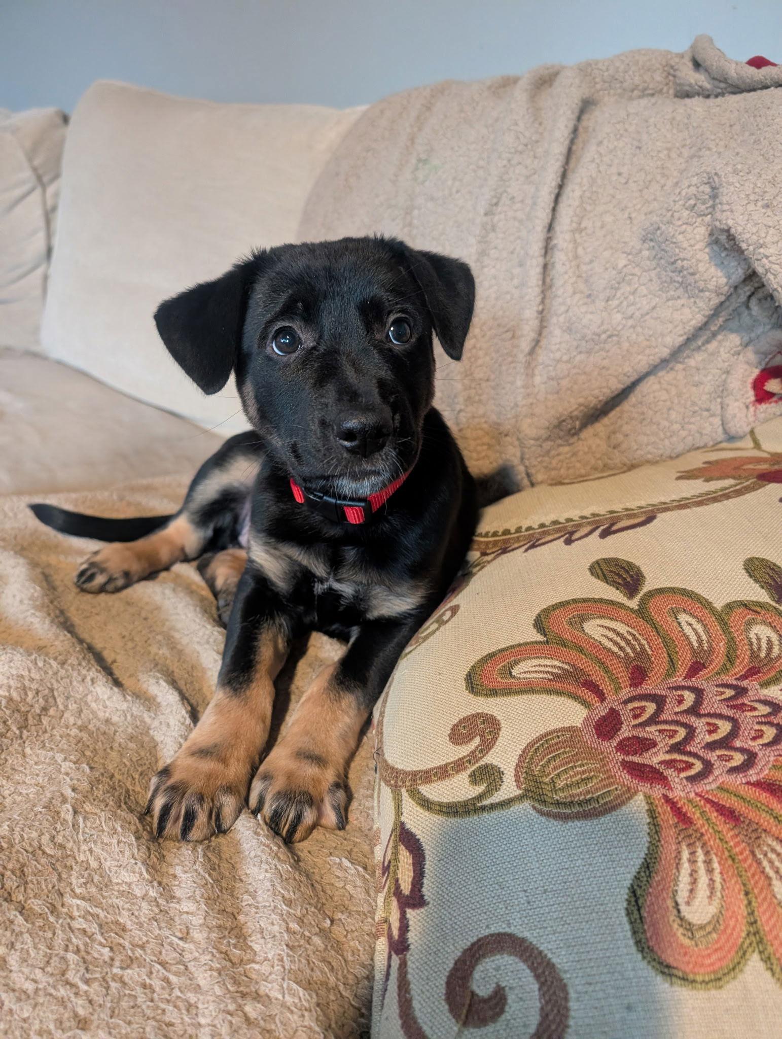 Rosie, Adoptable, Puppy Female German Shepherd Dog & Belgian Shepherd / Malinois.