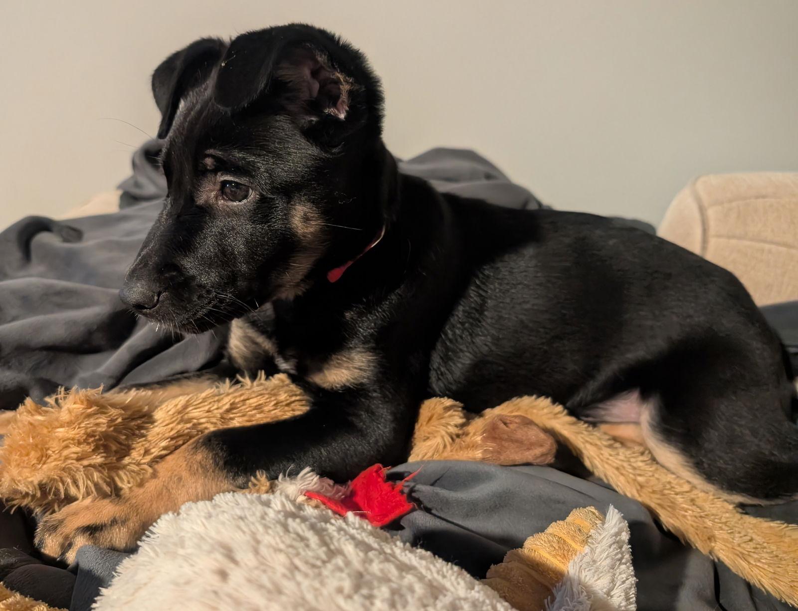 Rosie, Adoptable, Puppy Female German Shepherd Dog & Belgian Shepherd / Malinois.