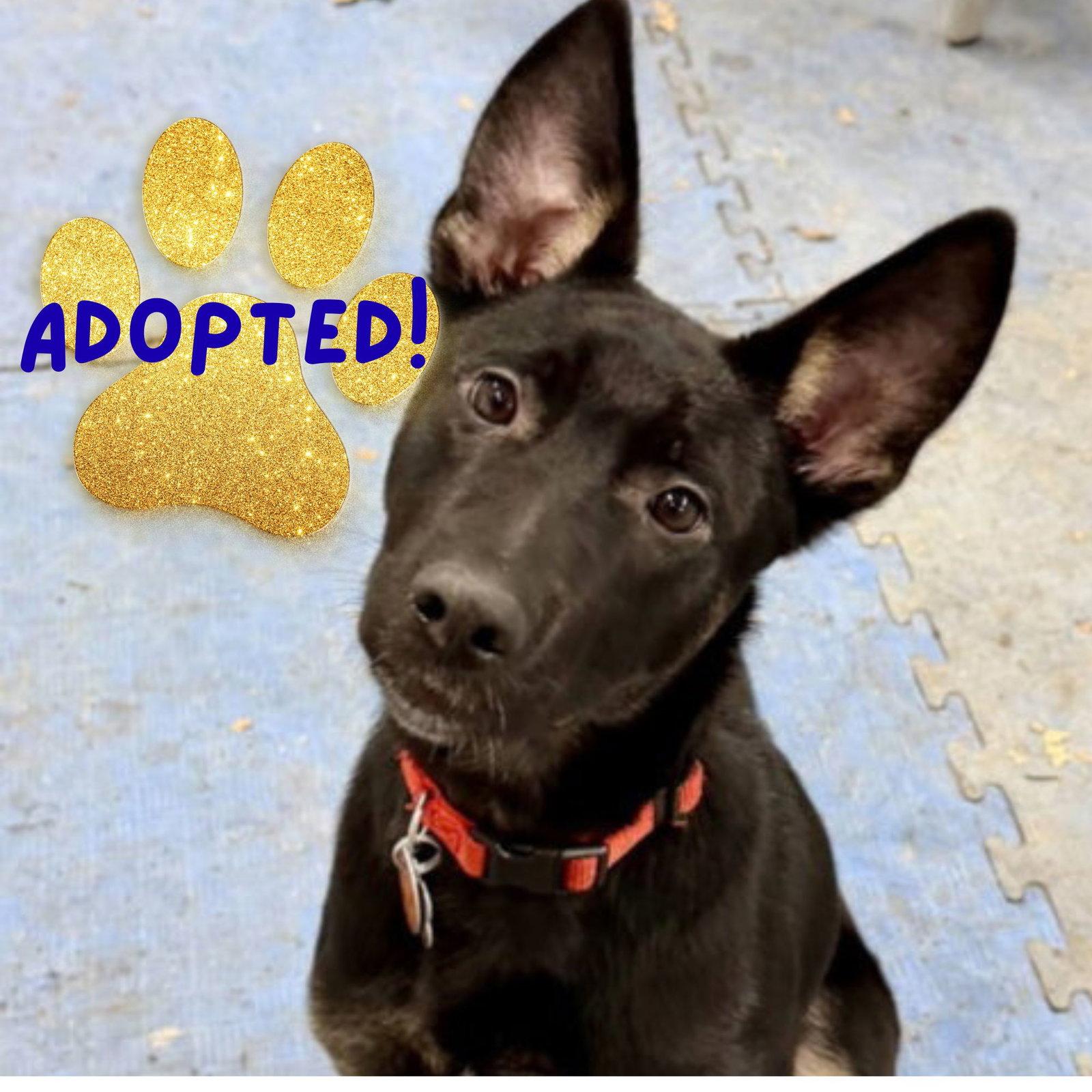 Rosie, a Adoptable mixed breed in Baltimore, MD image 2/3