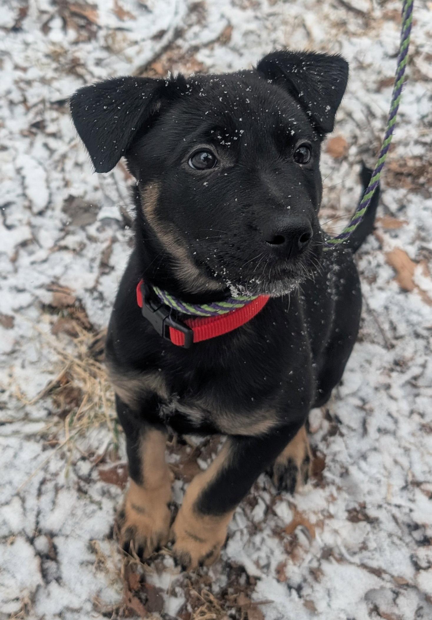 Rosie, Adoptable, Puppy Female German Shepherd Dog & Belgian Shepherd / Malinois.