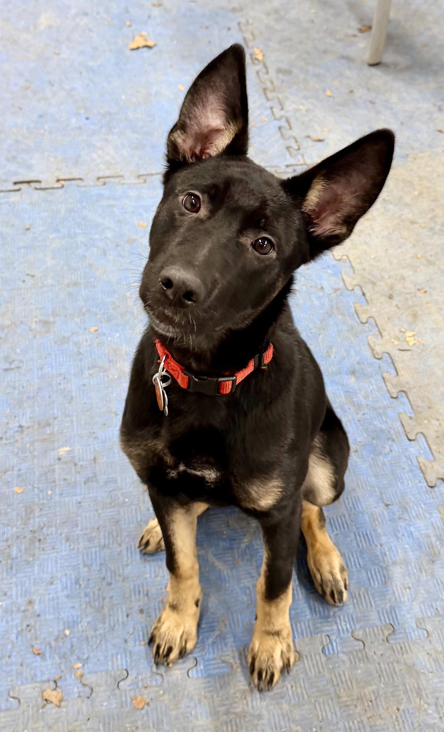 Rosie, a Adoptable mixed breed in Baltimore, MD image 1/3