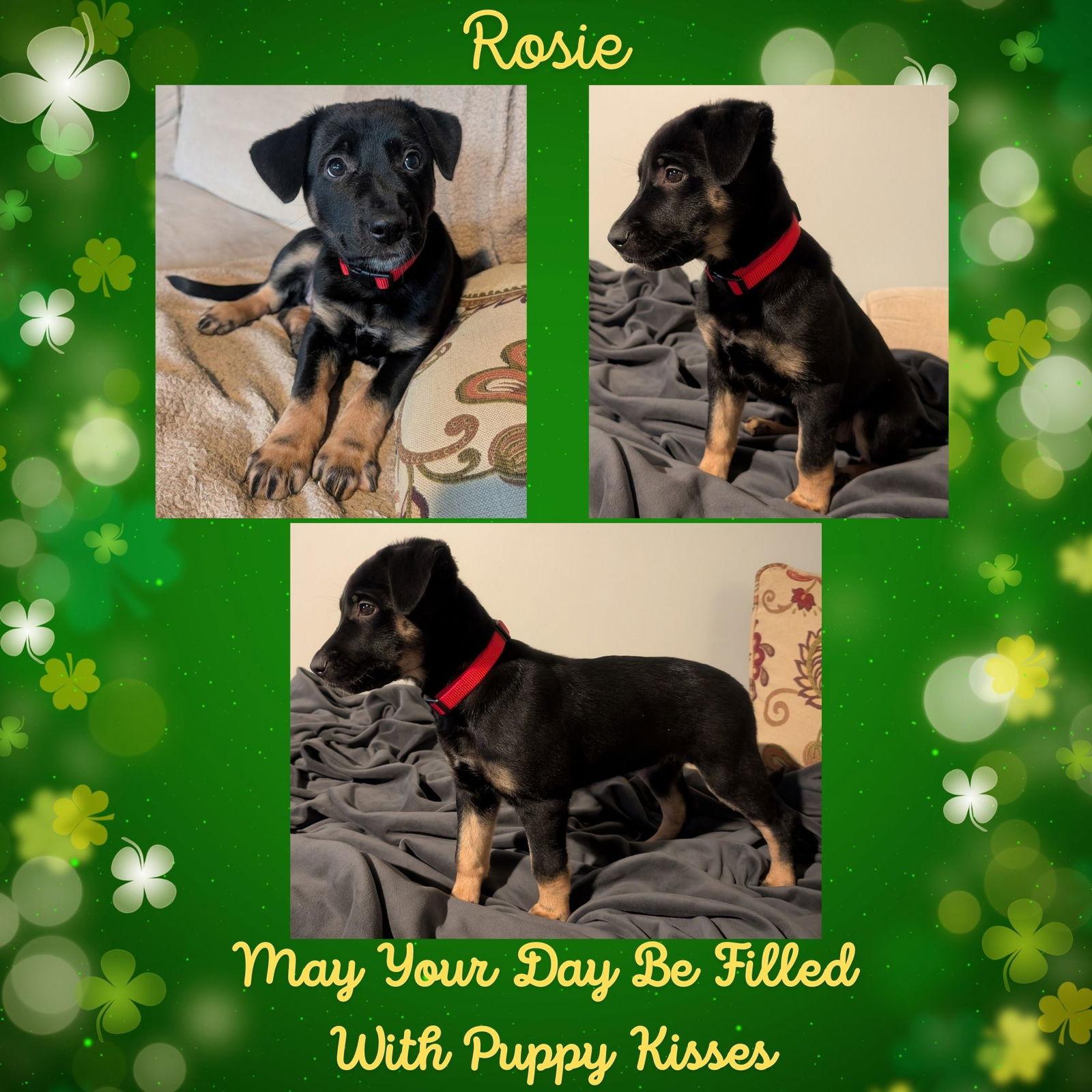 Enlarge Rosie, a Adoptable mixed breed in Baltimore, MD image 2/3