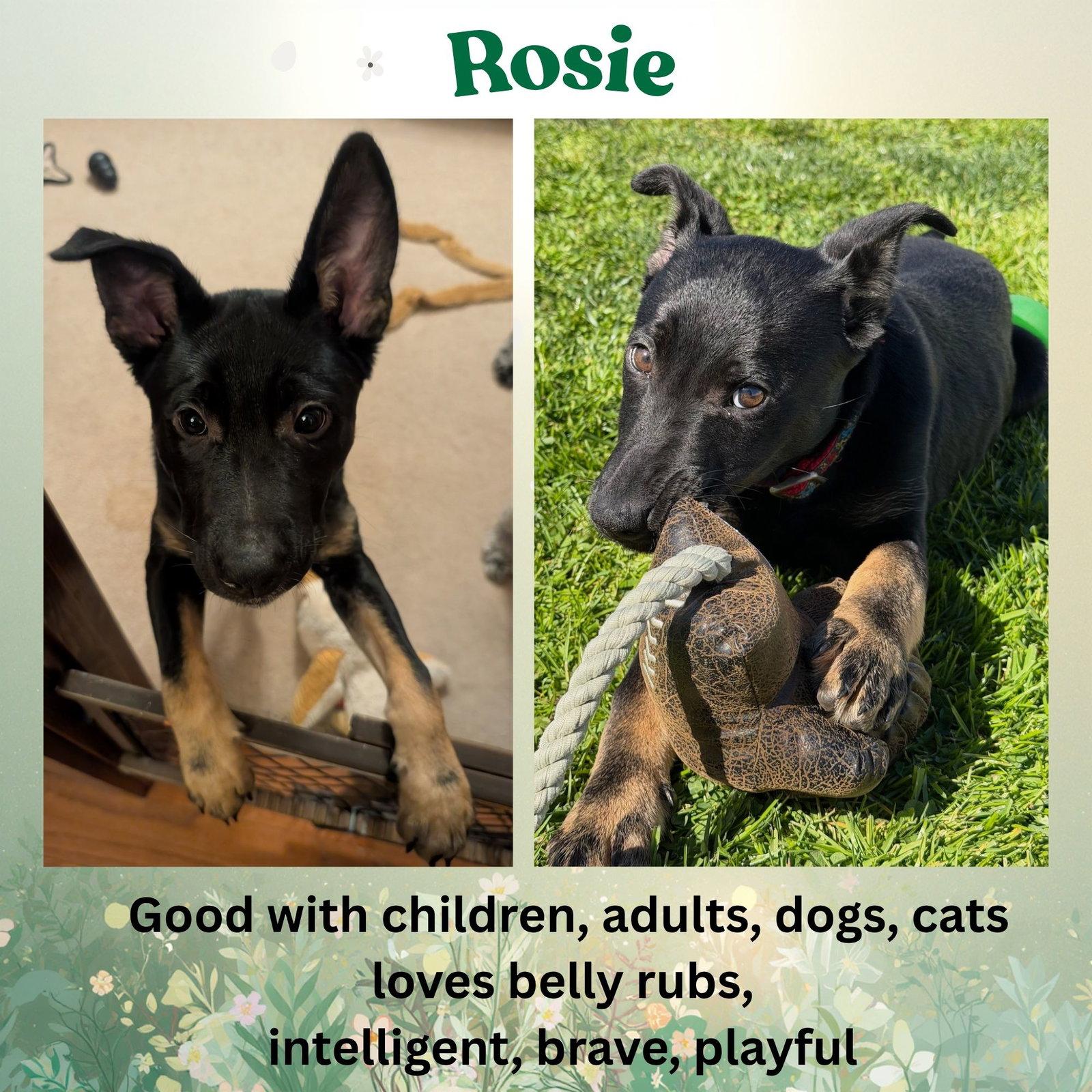 Enlarge Rosie, a Adoptable mixed breed in Baltimore, MD image 2/3