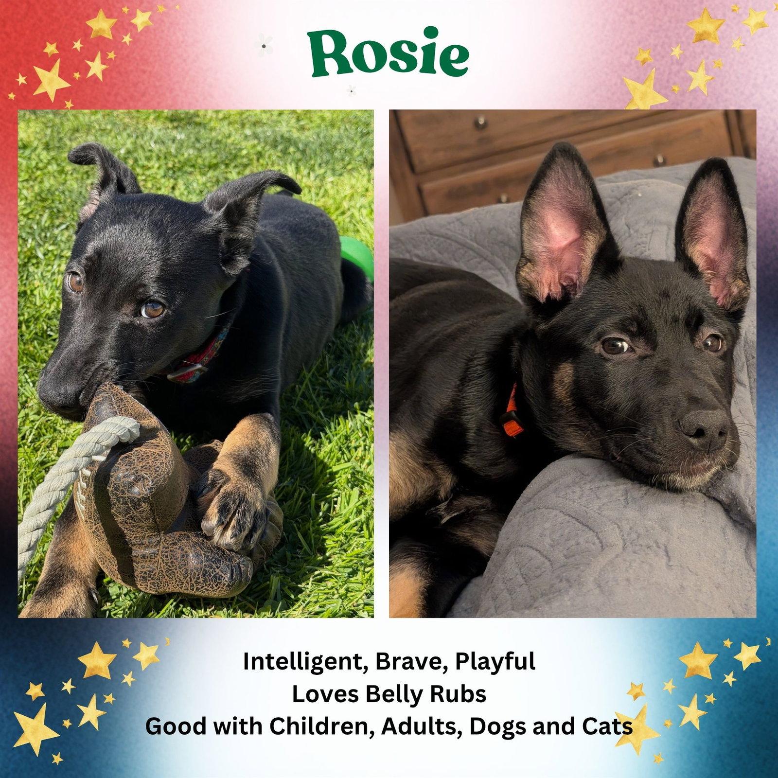 Enlarge Rosie, a Adoptable mixed breed in Baltimore, MD image 2/3