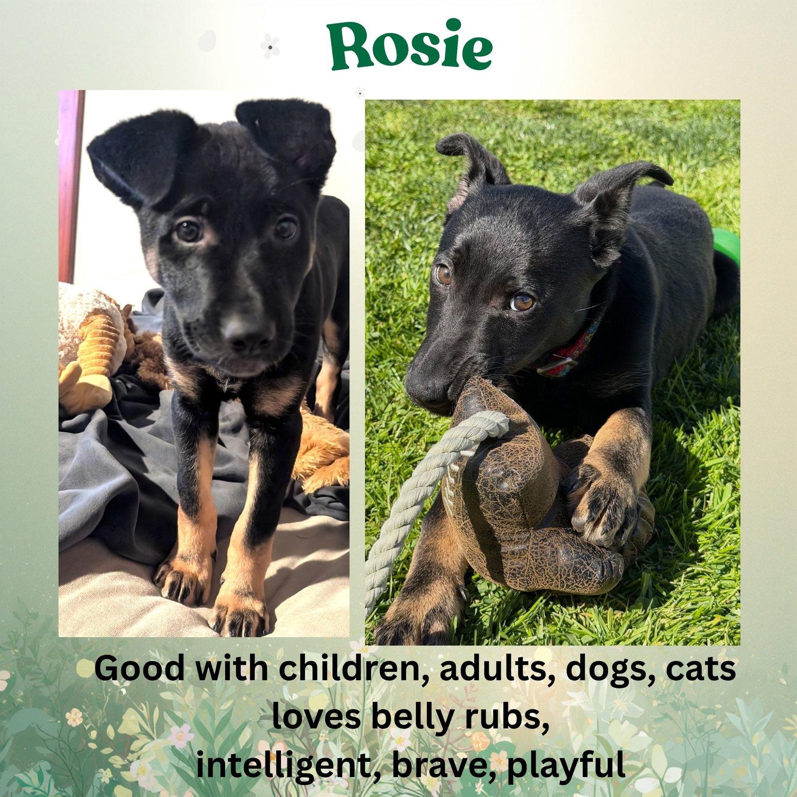 Enlarge Rosie, a Adoptable mixed breed in Baltimore, MD image 2/3