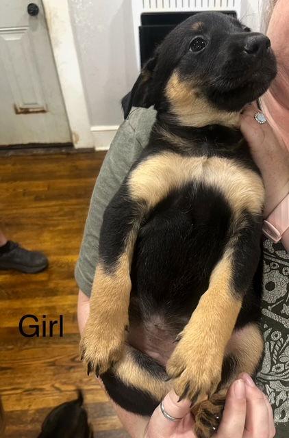 Enlarge Rosie, a Adoptable mixed breed in Baltimore, MD image 3/3