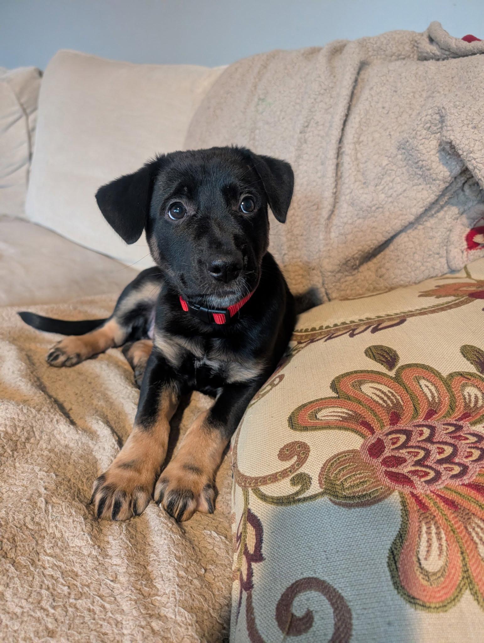 Enlarge Rosie, a Adoptable mixed breed in Baltimore, MD image 3/3