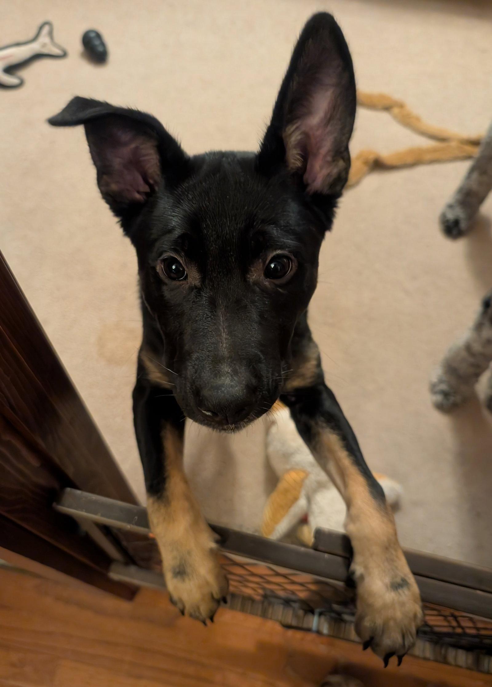 Enlarge Rosie, a Adoptable mixed breed in Baltimore, MD image 3/3