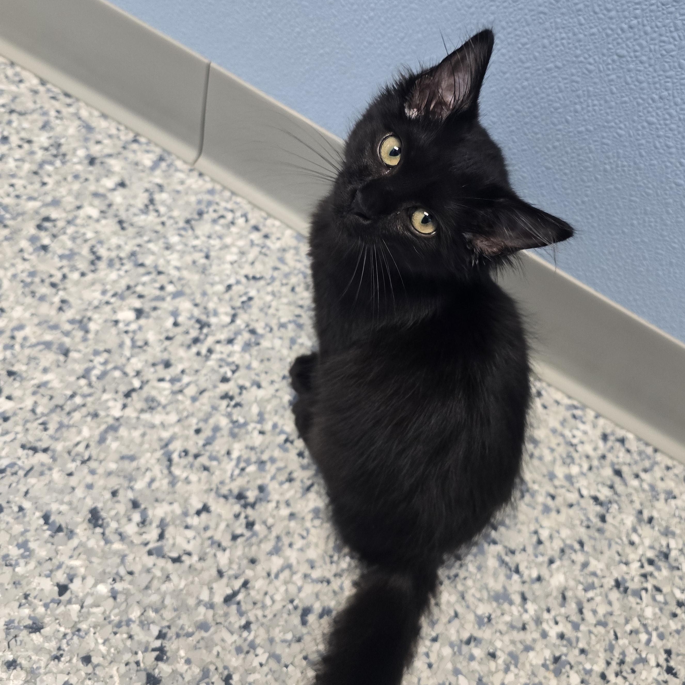 Enlarge Bunny, a Adopted Domestic Medium Hair in Farmington, MO image 1/1