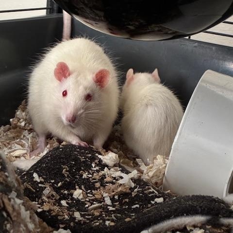 Enlarge Kermit, a ADOPTABLE Rat in Omaha, NE image 1/1