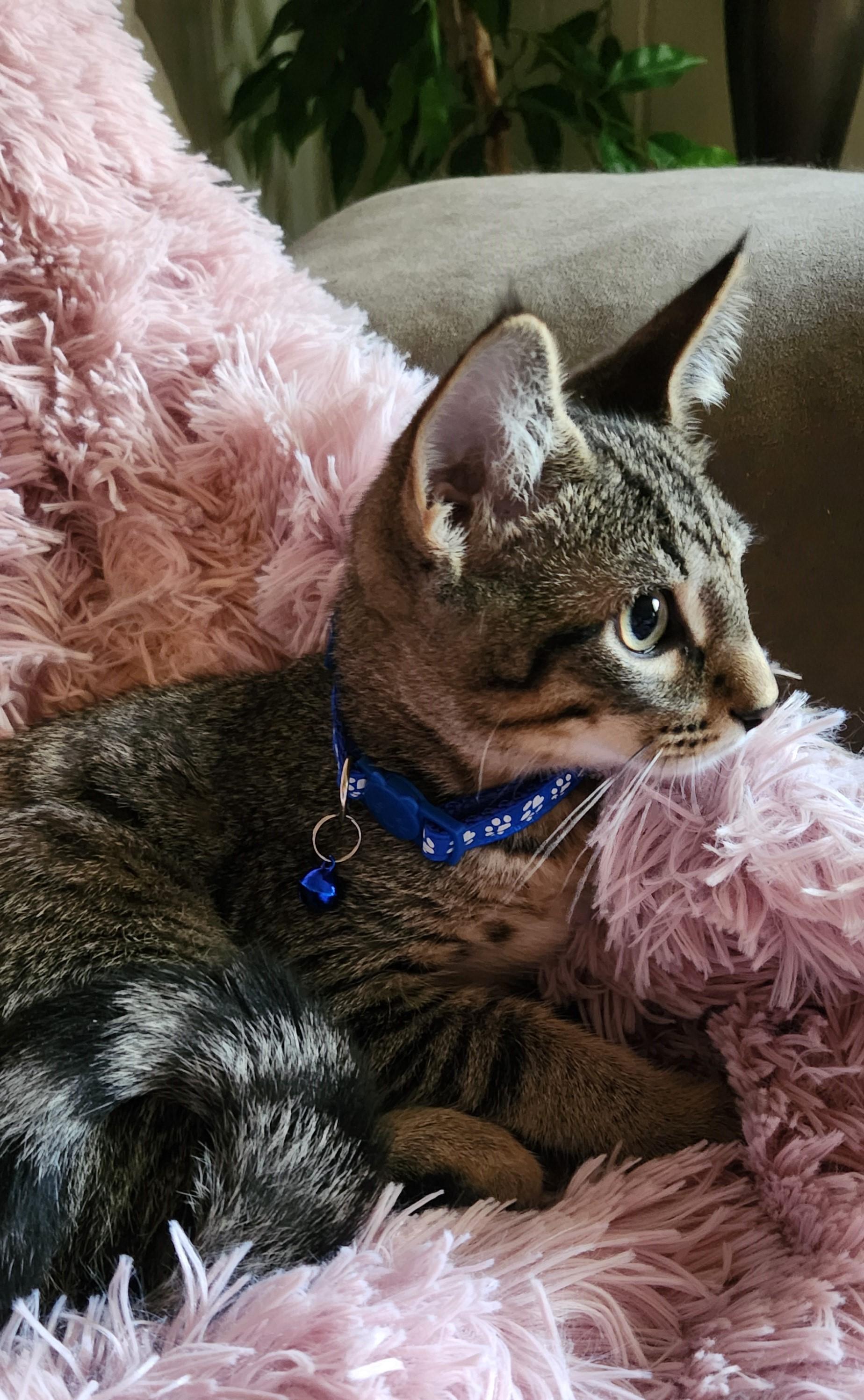 Grayson, ADOPTABLE, Kitten Male Tabby & Domestic Short Hair.