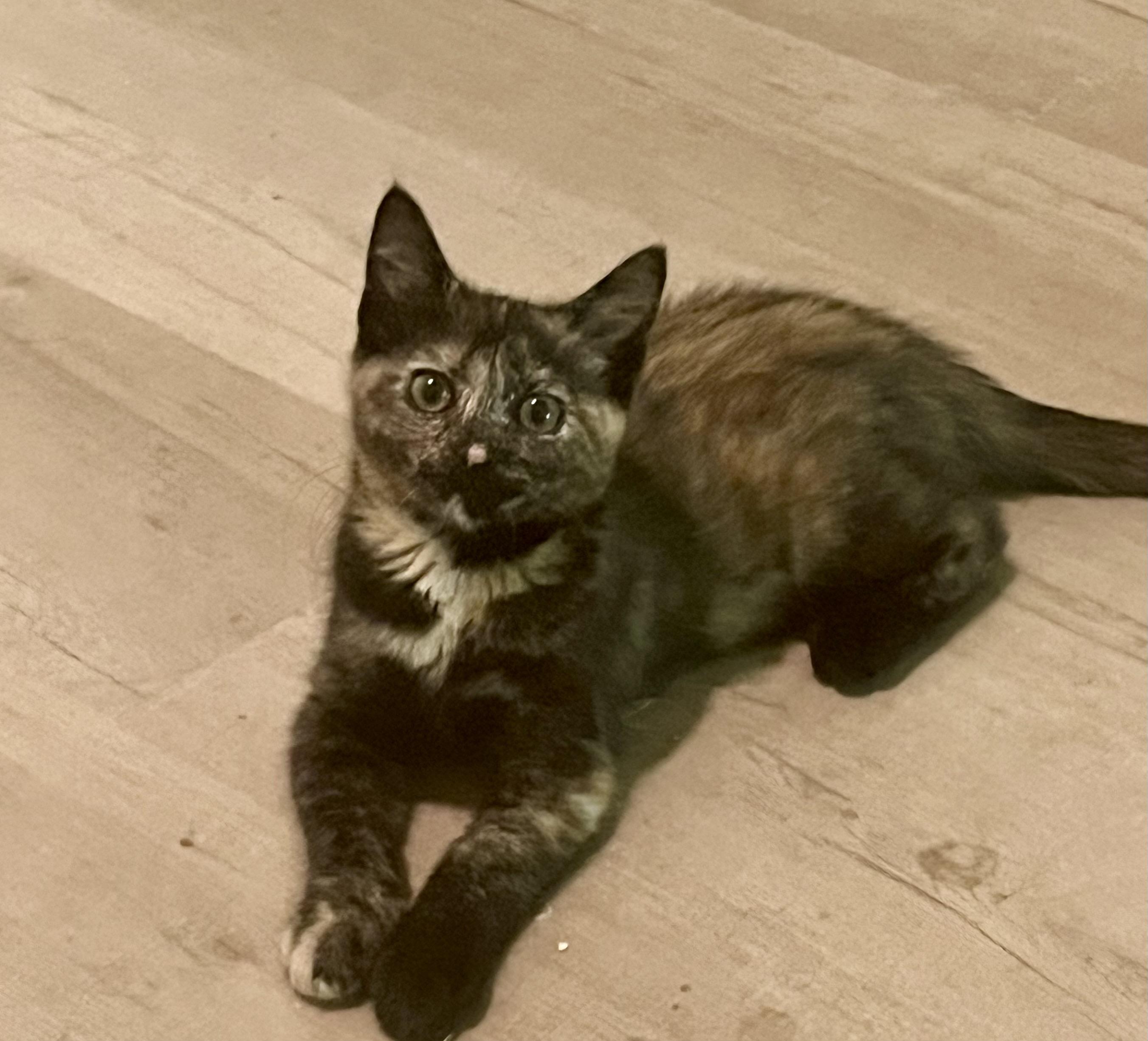 Tilly, a Adoptable Tortoiseshell in Avondale, PA image 2/2