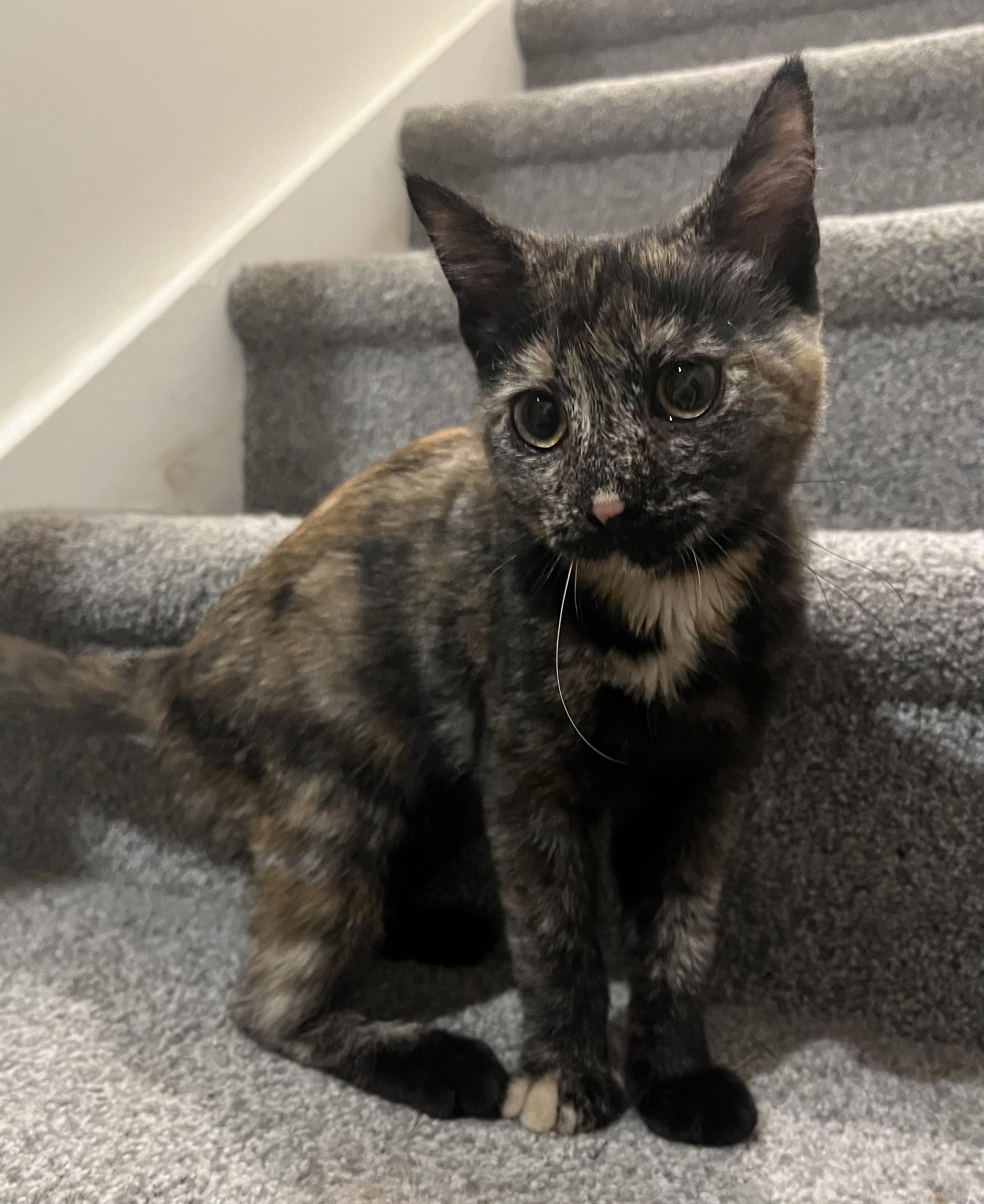 Tilly, a Adoptable Tortoiseshell in Avondale, PA image 1/2