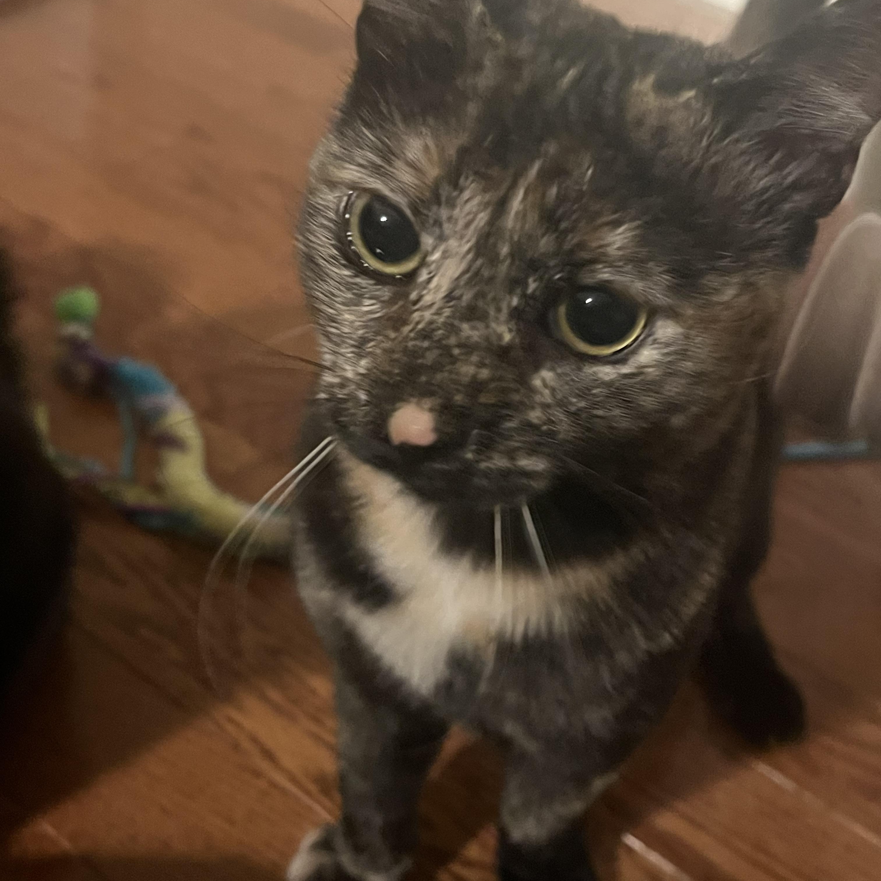 Tilly, a Adoptable Tortoiseshell in Avondale, PA image 2/3