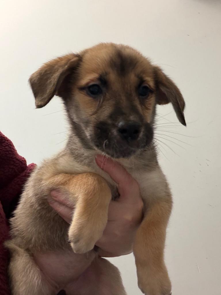 Enlarge Cheezit, a Adoptable mixed breed in Yellowknife, NT image 1/1