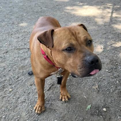 Enlarge Max, a Adoptable Mixed Breed in Fairfax, VA image 1/3
