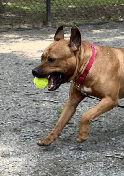 Enlarge Max, a Adoptable Mixed Breed in Fairfax, VA image 2/3
