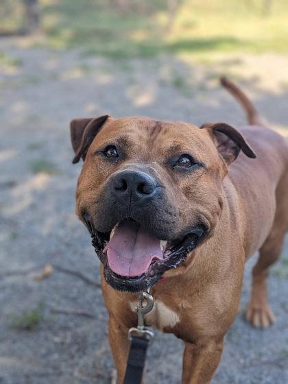 Enlarge Max, a Adoptable Mixed Breed in Fairfax, VA image 3/3
