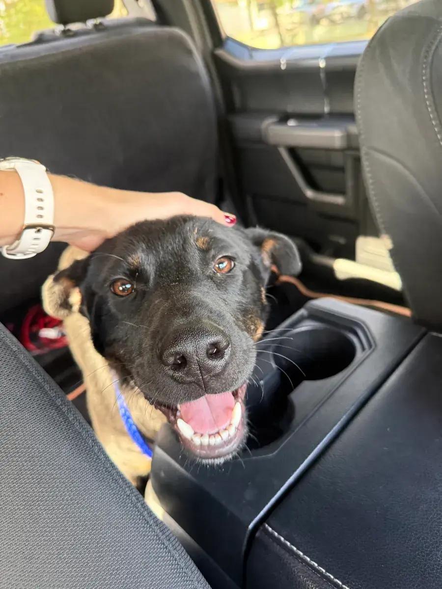 Enlarge Danny, a ADOPTABLE mixed breed in Polk, OH image 3/3