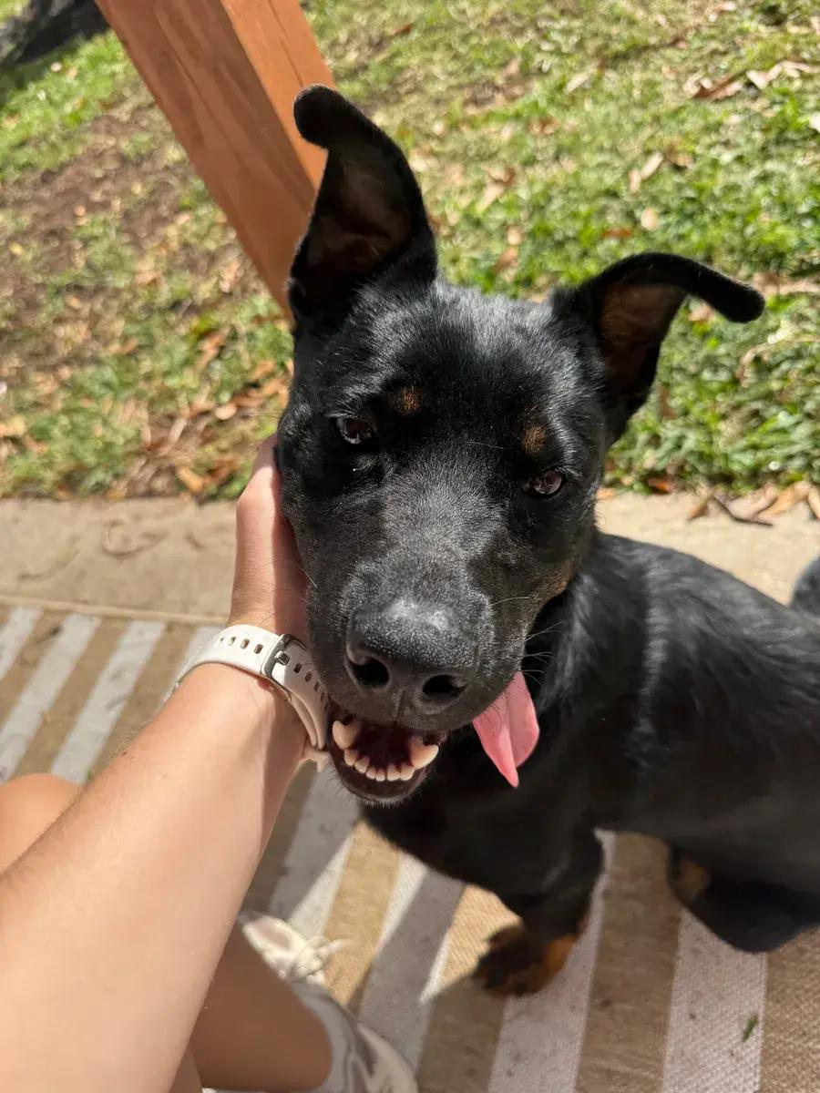 Danny, ADOPTABLE, Young Male Rottweiler & German Shepherd Dog.