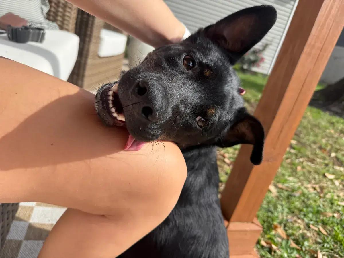 Enlarge Danny, a ADOPTABLE mixed breed in Polk, OH image 2/3