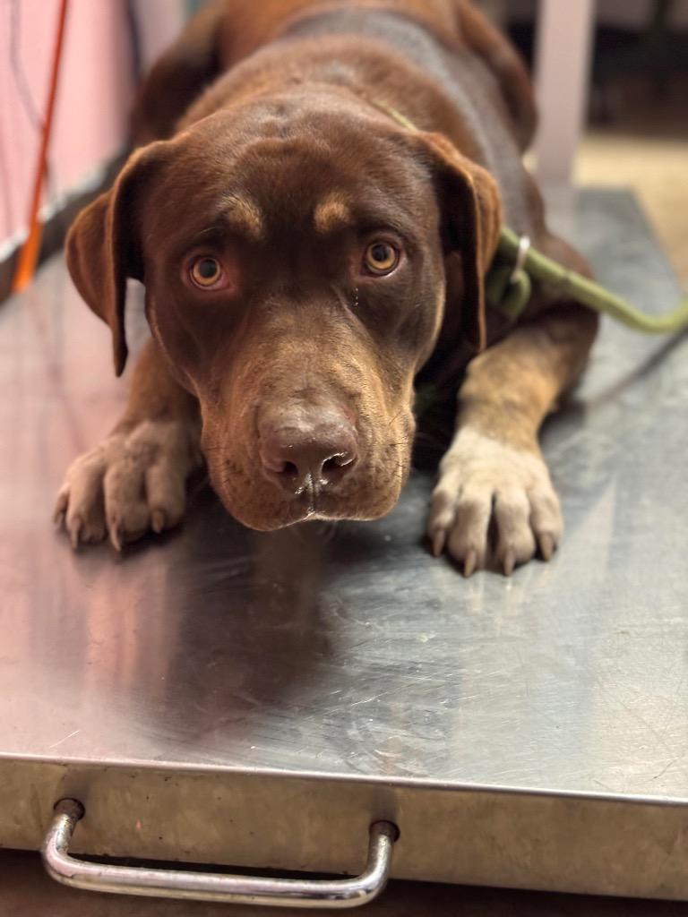 KENNY, Adoptable, Adult Male Labrador Retriever & Pit Bull Terrier.