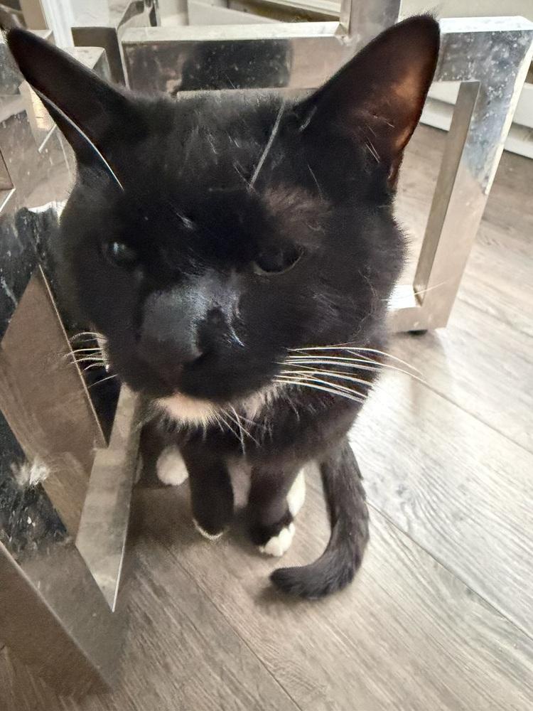 Enlarge Louis V, a Adoptable Domestic Short Hair in East hartford, CT image 1/1