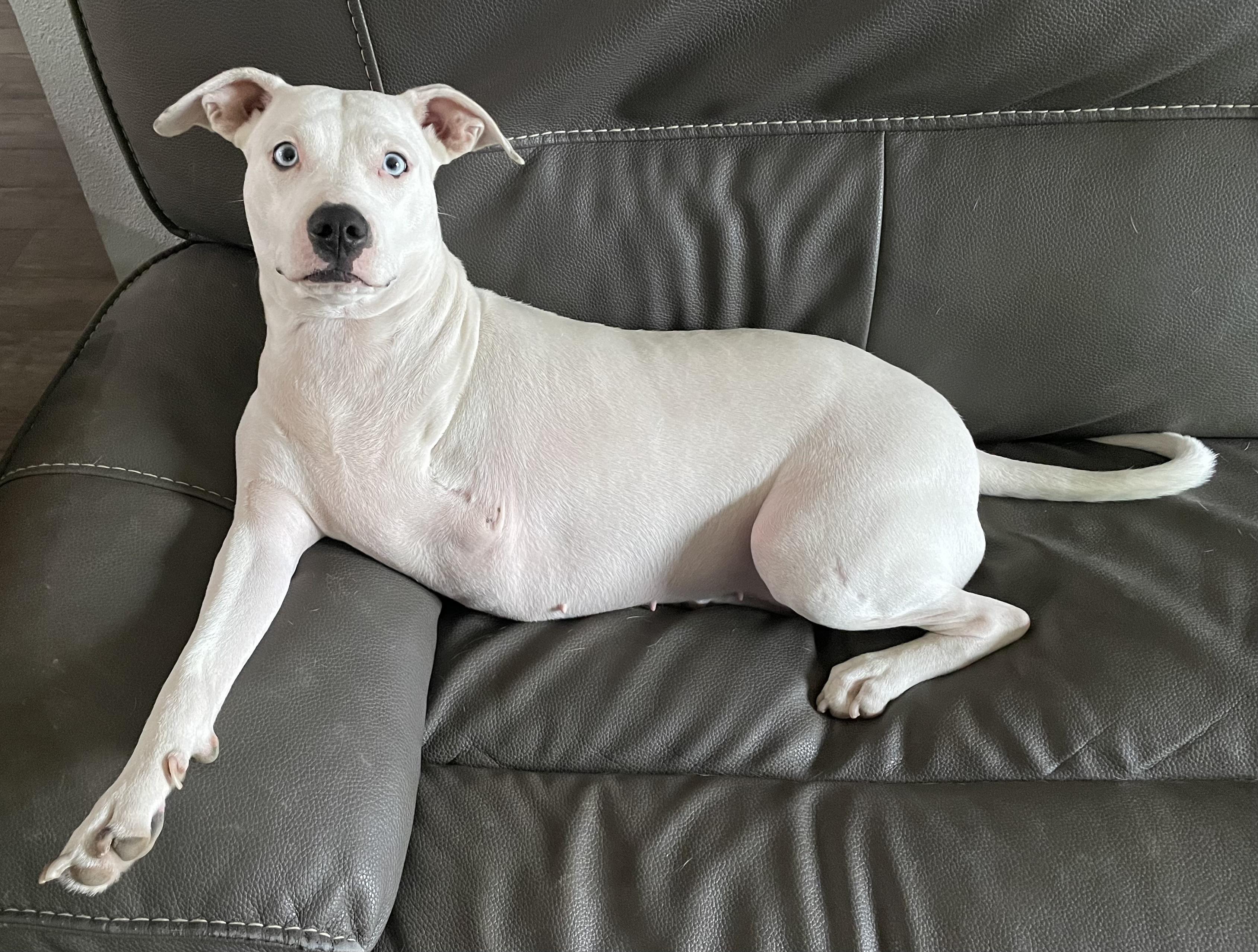 Charlize (Charlie), Adoptable, Adult Female Staffordshire Bull Terrier.