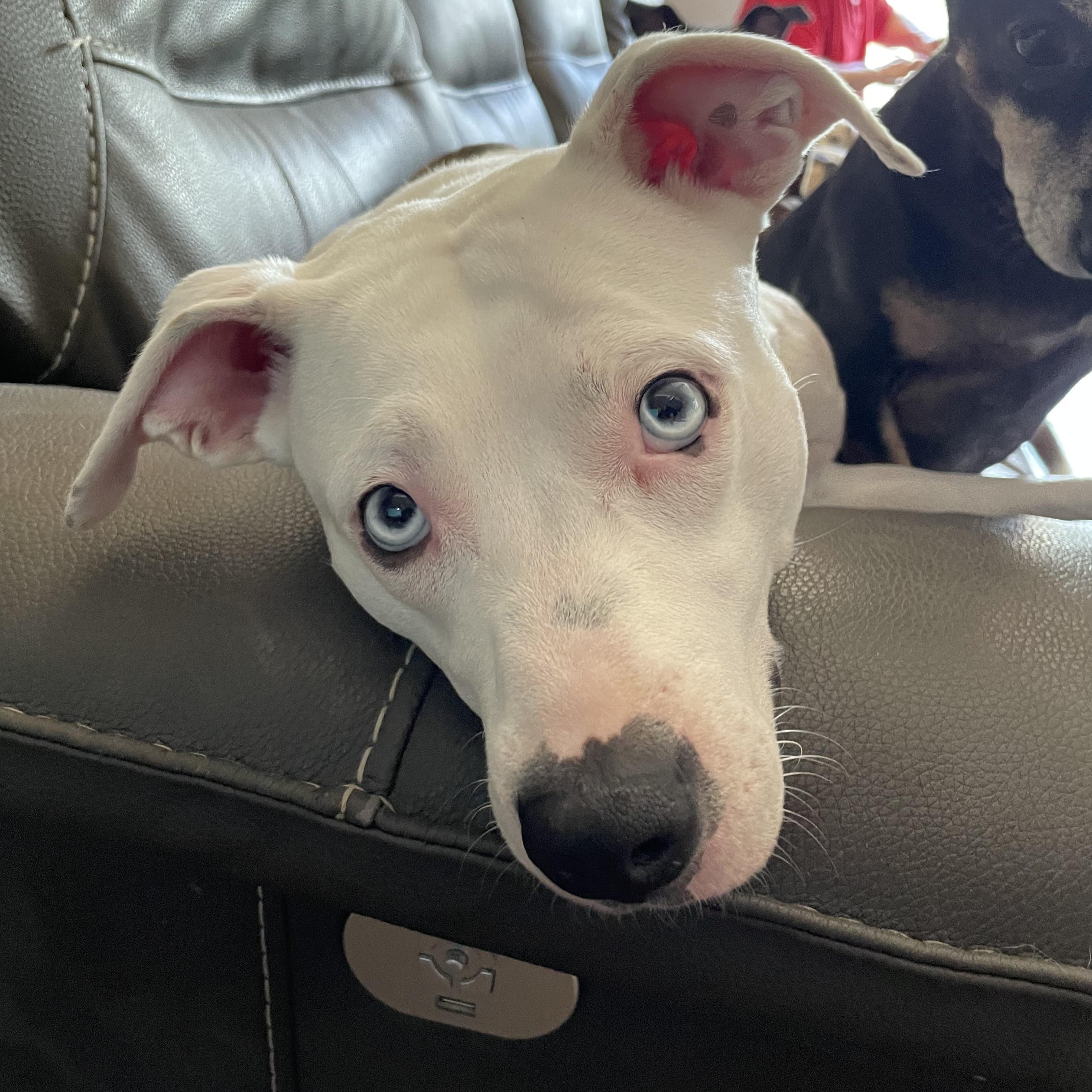 Charlize (Charlie), a Adoptable mixed breed in San Antonio, TX image 2/6
