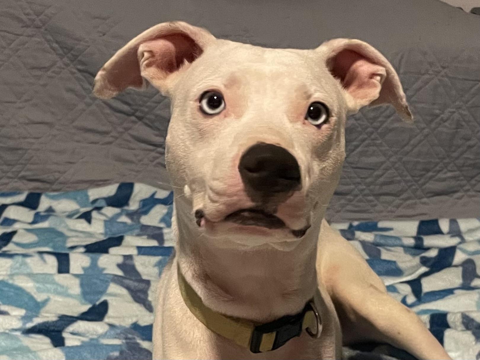 Charlize (Charlie), a Adoptable mixed breed in San Antonio, TX image 3/6