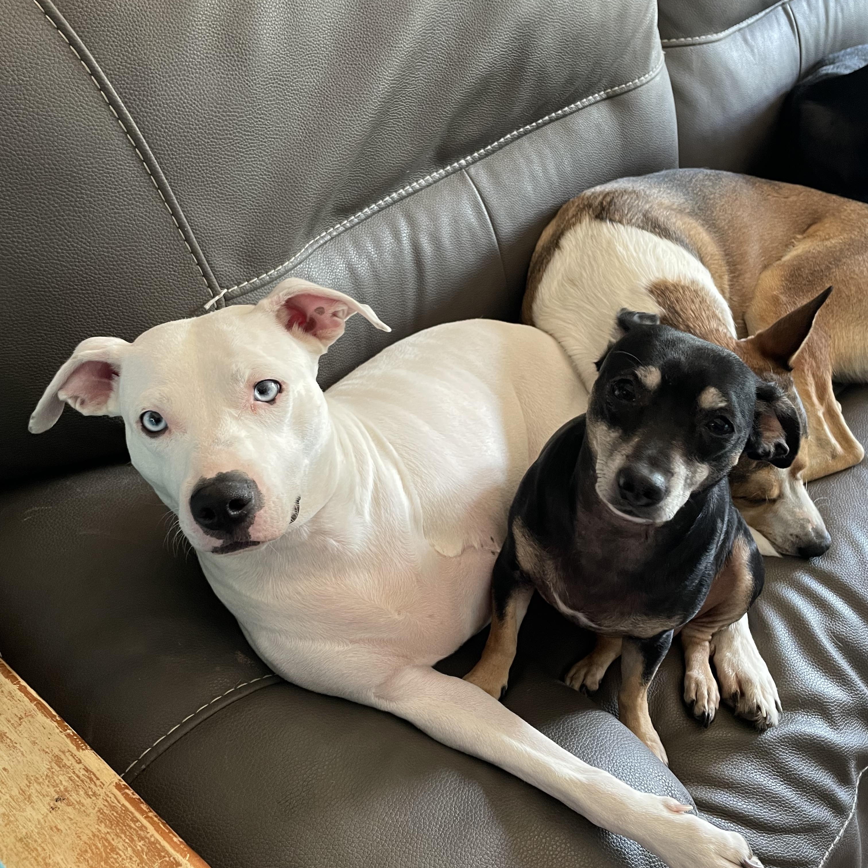 Charlize (Charlie), a Adoptable mixed breed in San Antonio, TX image 4/6