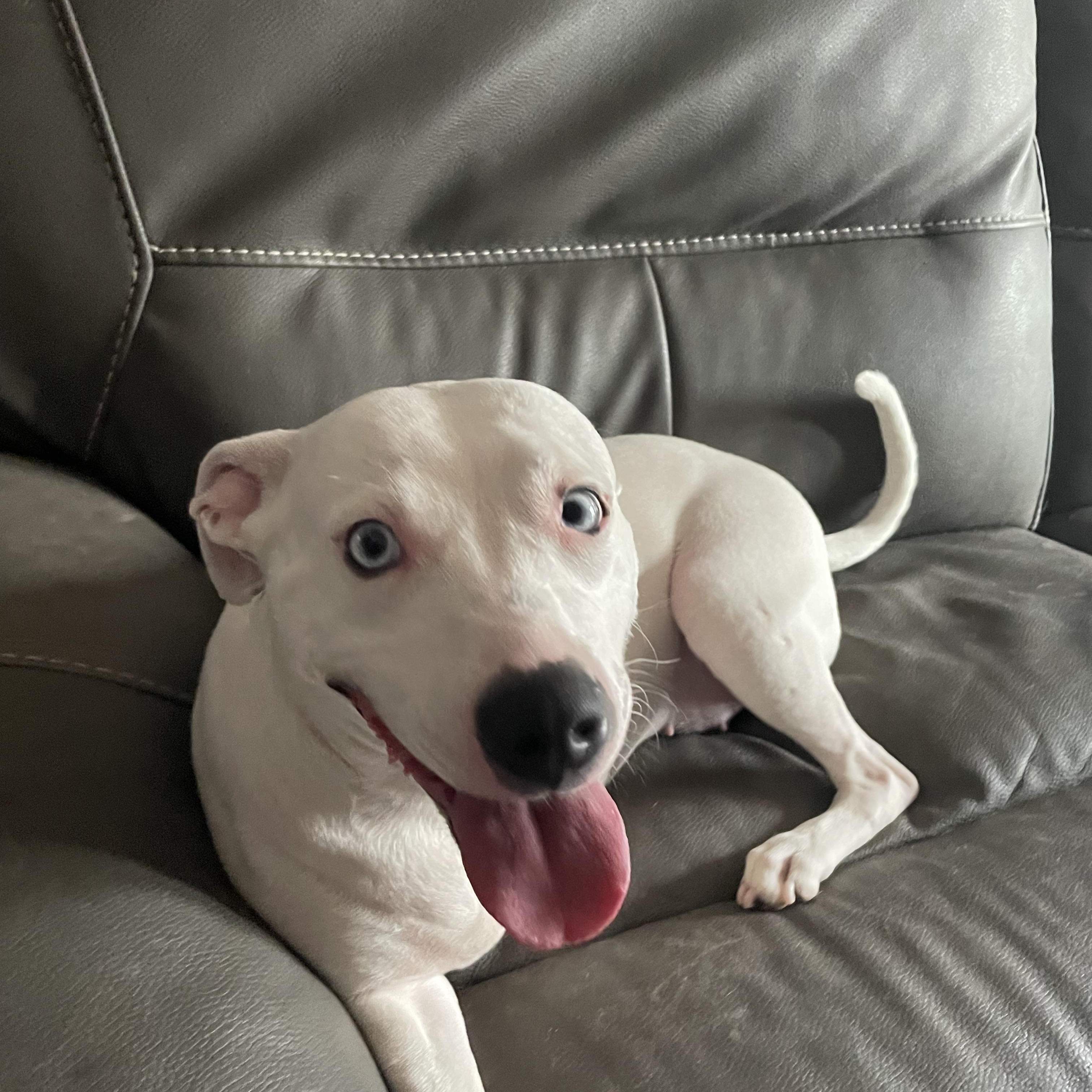 Charlize (Charlie), a Adoptable mixed breed in San Antonio, TX image 5/6