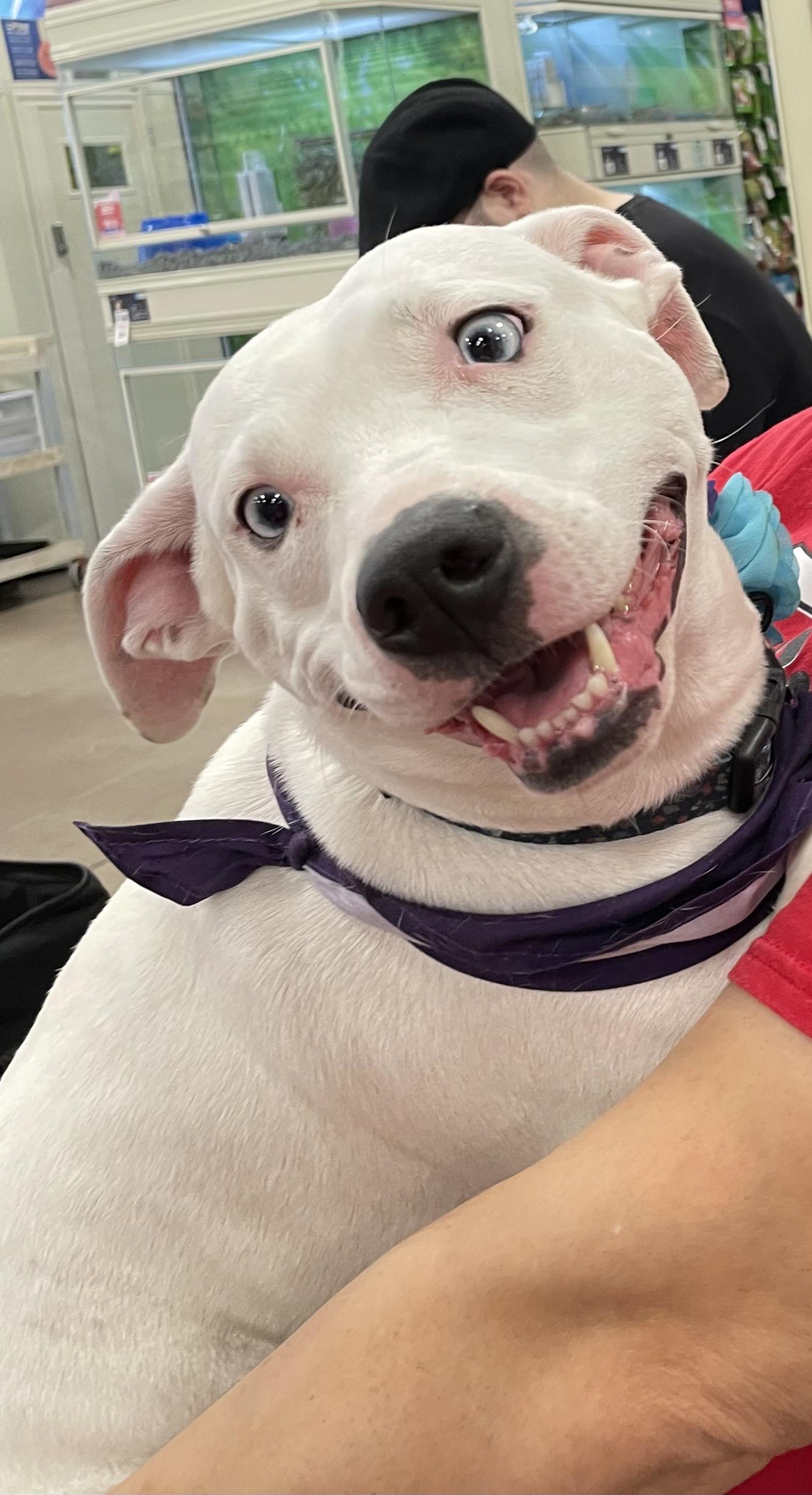 Charlize (Charlie), a Adoptable mixed breed in San Antonio, TX image 6/6