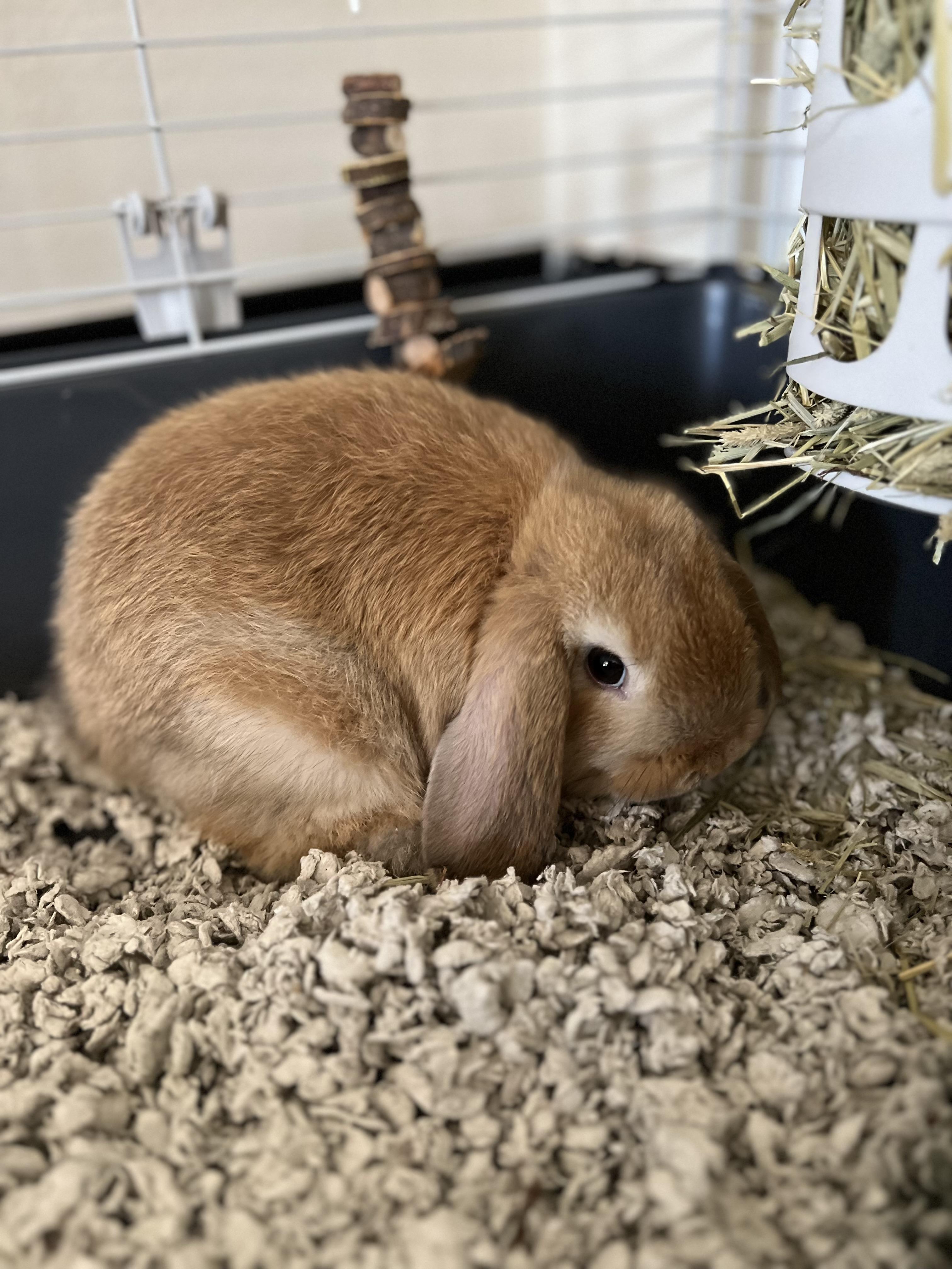 Vir Rabbit Hoppy - Adoptable Pet | Petfinder | Petfinder